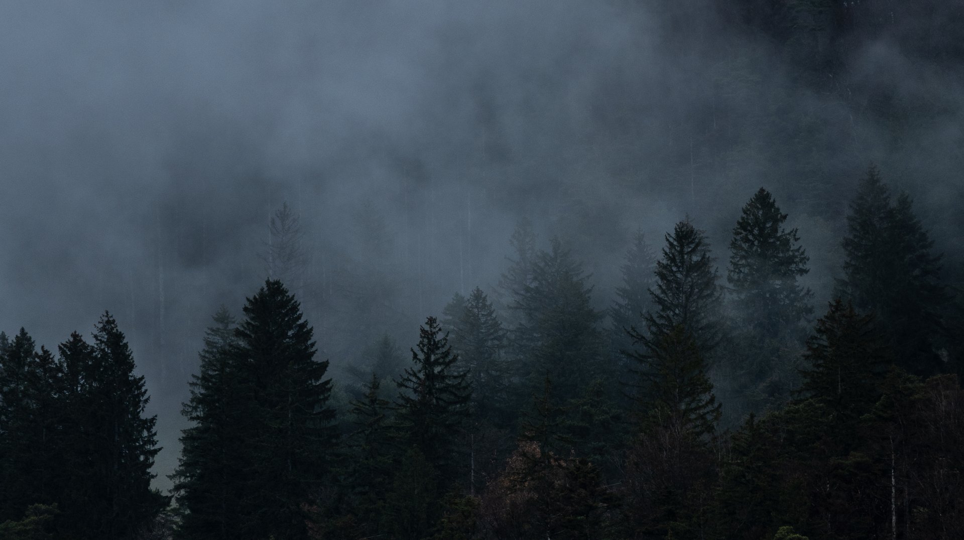 Dark, Foggy Forest Scene with Tall Evergreen Trees Shrouded in Mist.