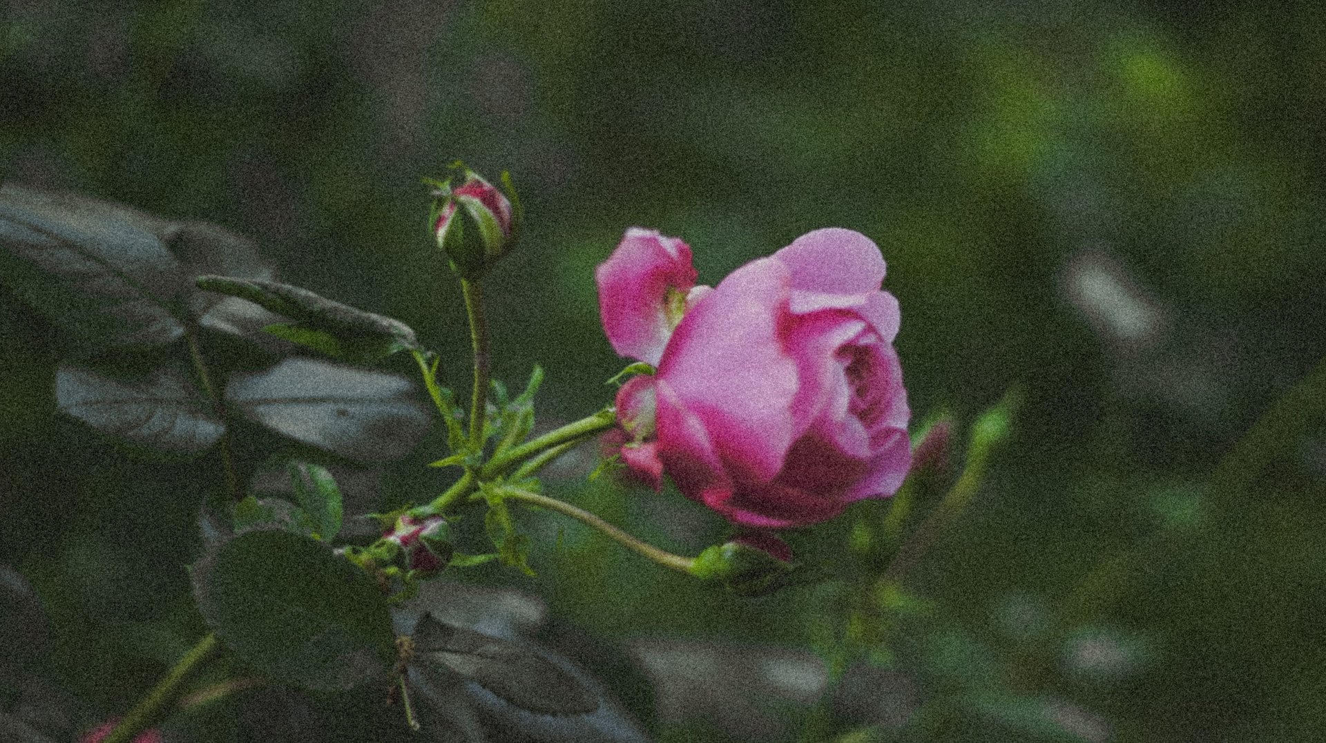 a Delicate Pink Rose with Buds Captured in a Natural Setting, Emphasizing Its Beauty and Elegance.