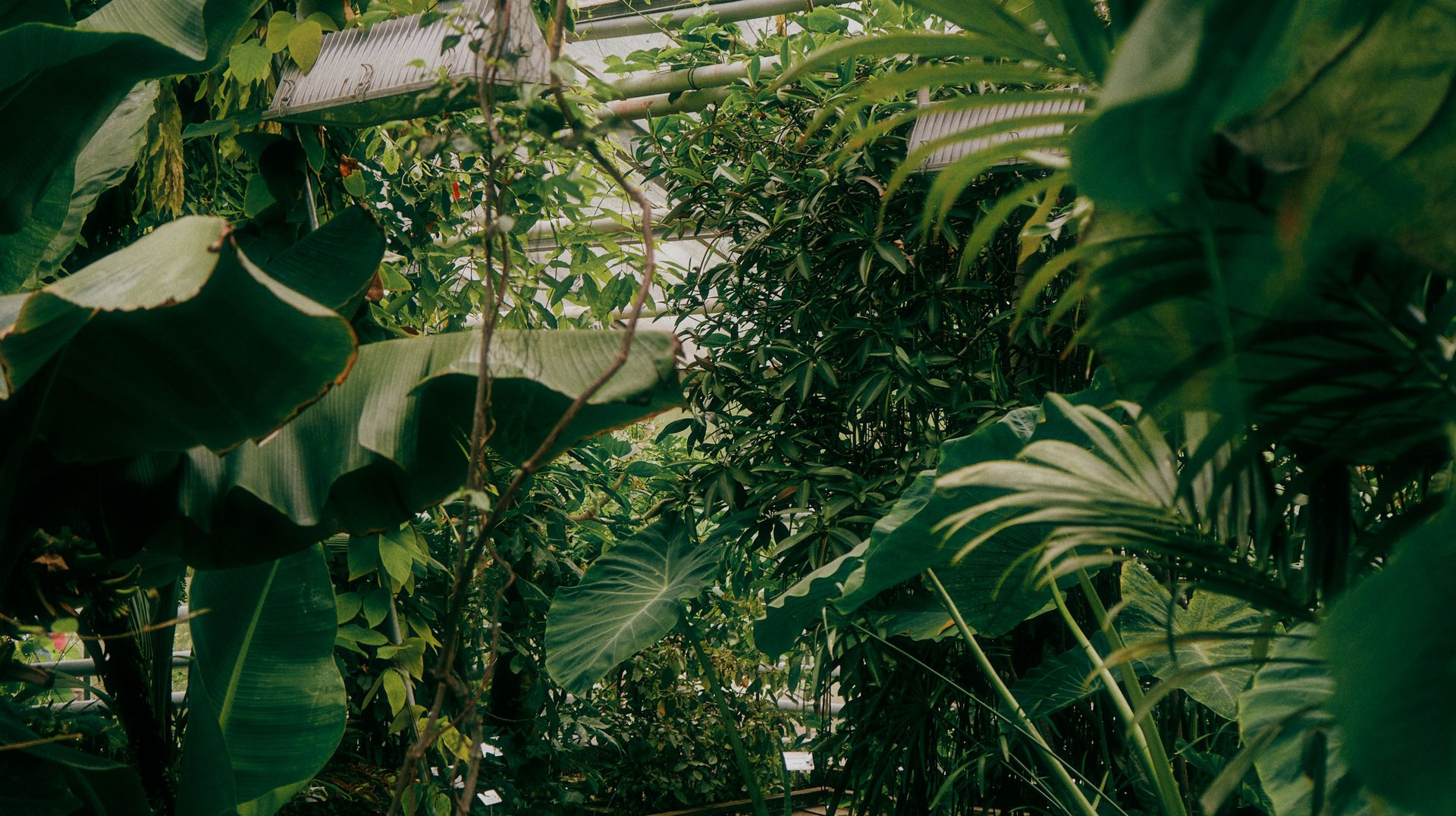 Explore a Serene Greenhouse with Lush Tropical Plants and Wooden Boardwalk Path, Offering Tranquility and Natural Beauty.
