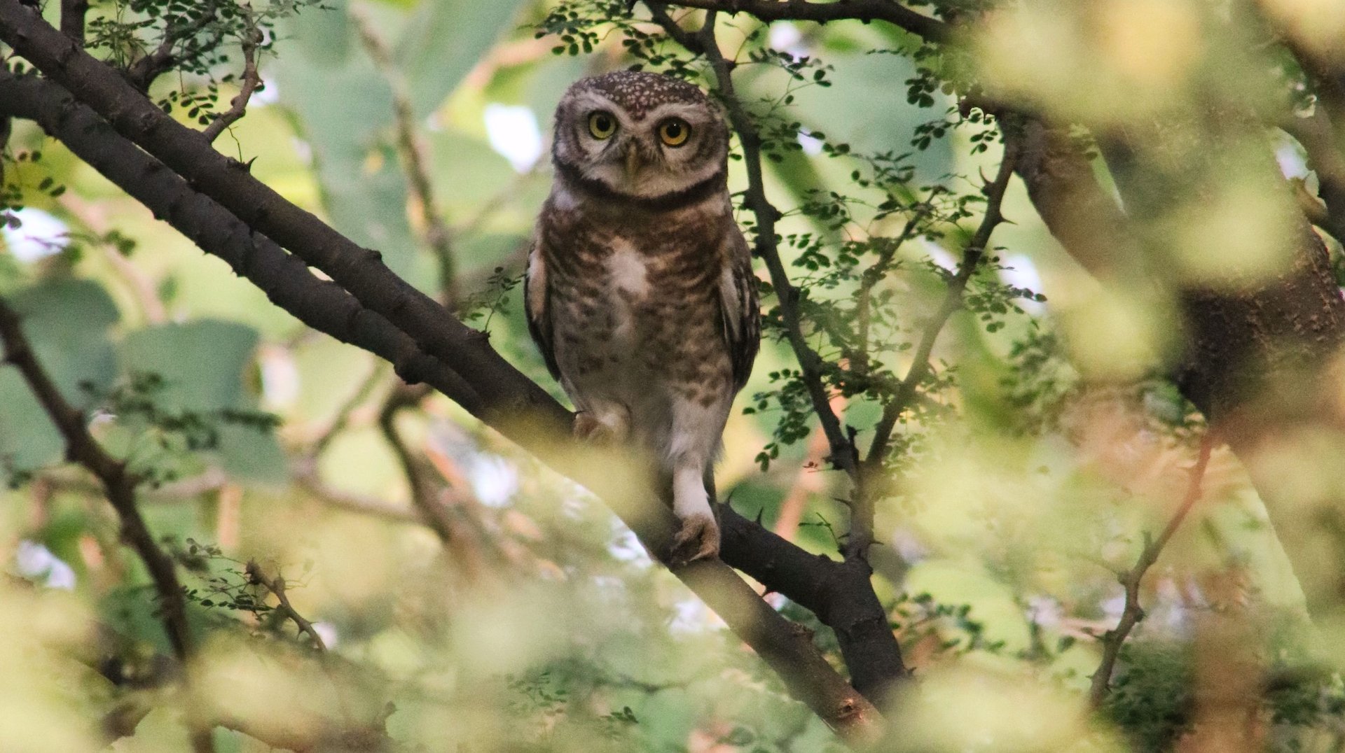 a Spotted Owlet Perched on a Branch Amidst Dense Foliage in a Pakistani Forest, Captured with Selective Focus.