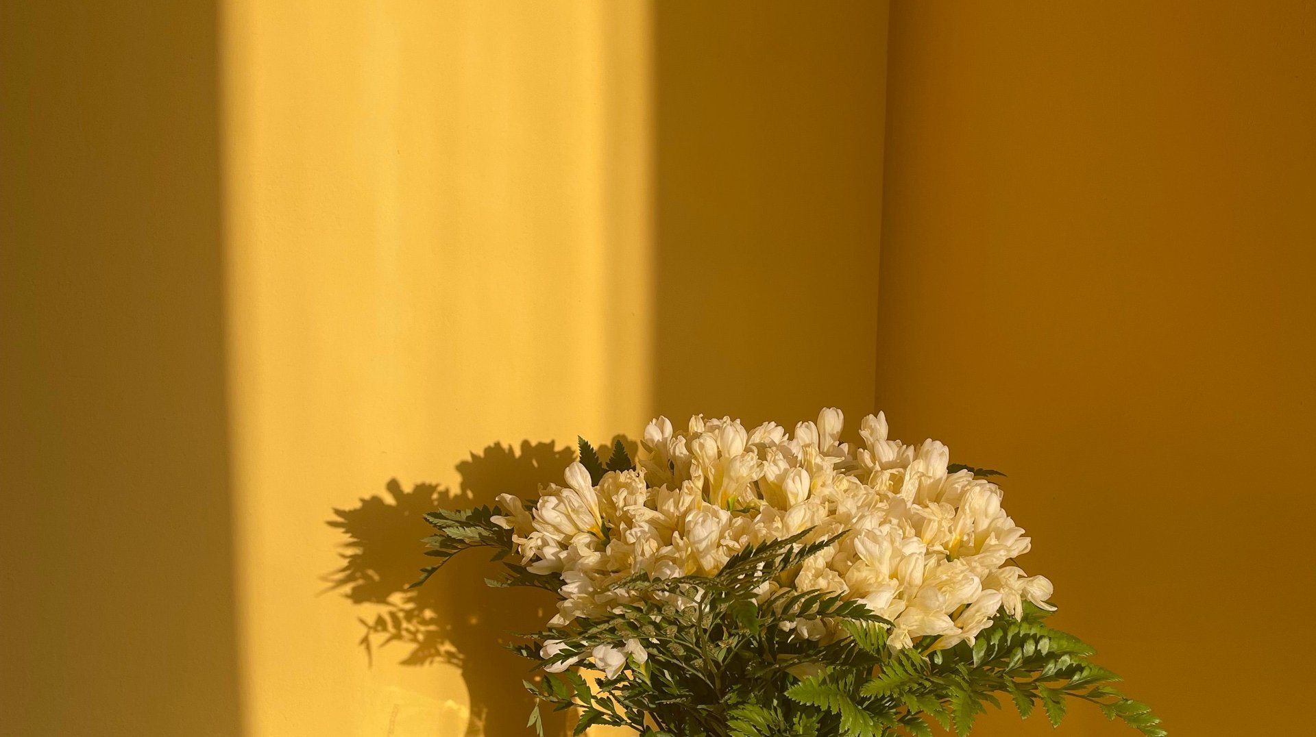 a Beautiful Arrangement of White Flowers in a Vase Illuminated by Warm Sunlight Against a Yellow Wall.