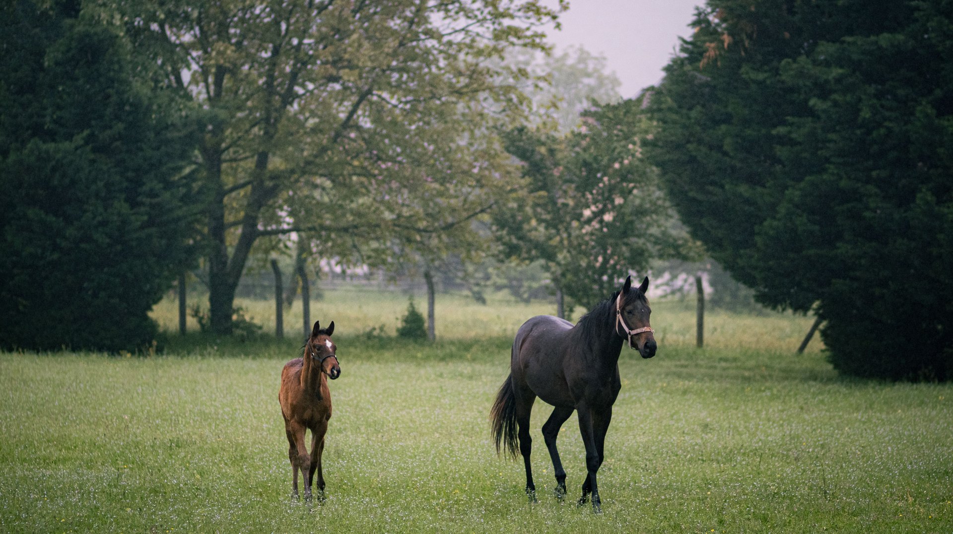 a Serene Image of a Mare and Foal in a Lush, Green Meadow with Tall Trees.
