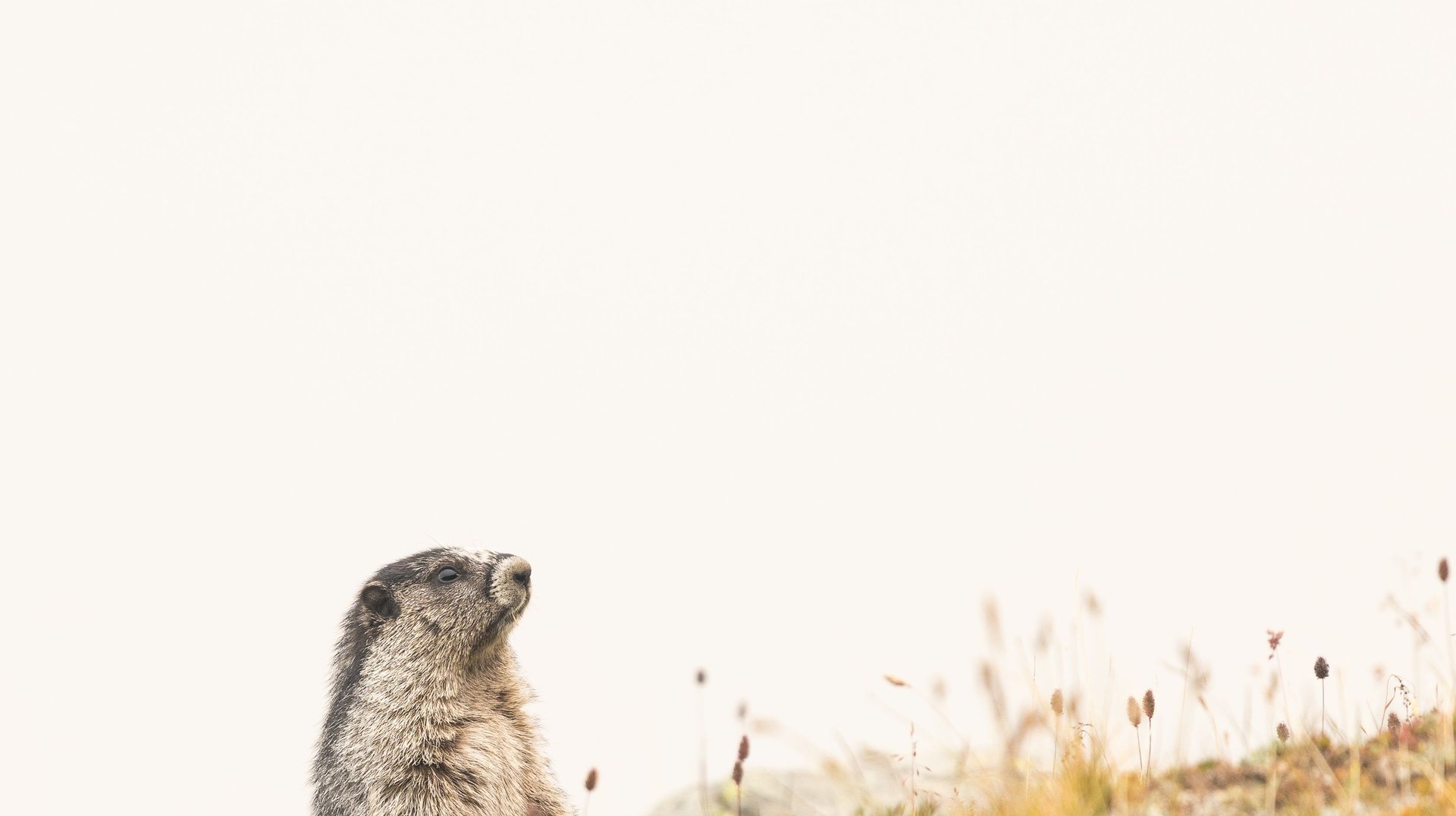 a Lone Marmot Sitting on a Grassy Mountain Slope in Jasper, Alberta, Canada.