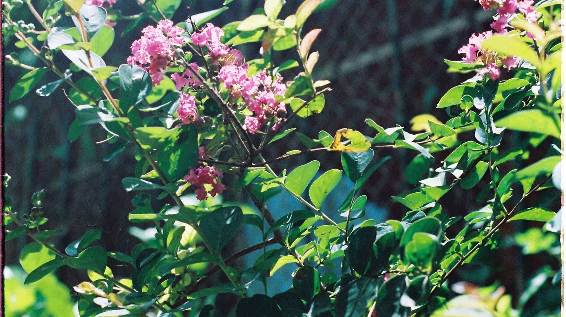 Vivid Crepe Myrtle Flowers Blooming in a Sunlit Garden, Captured with Rich Colors.