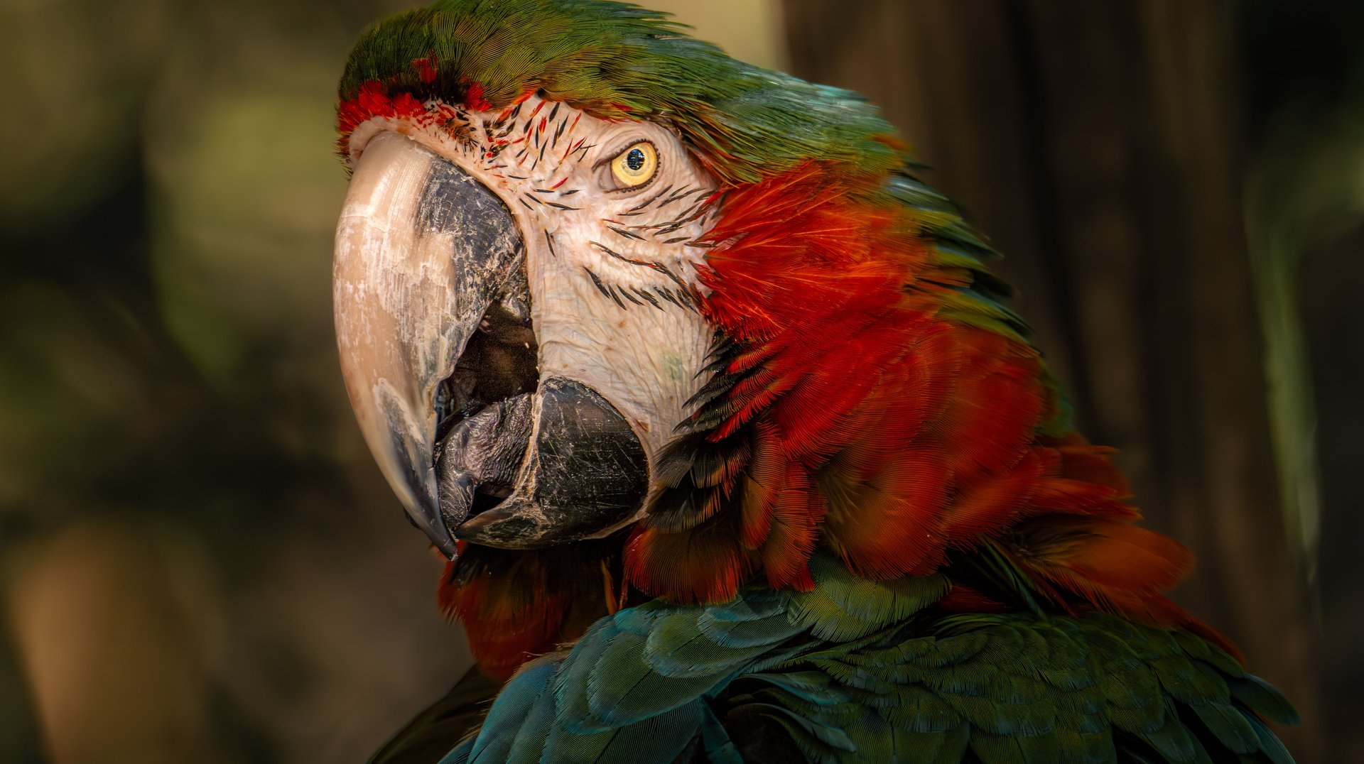 Close-up of a Vibrant Macaw Showcasing Its Colorful Plumage in a Natural Setting.