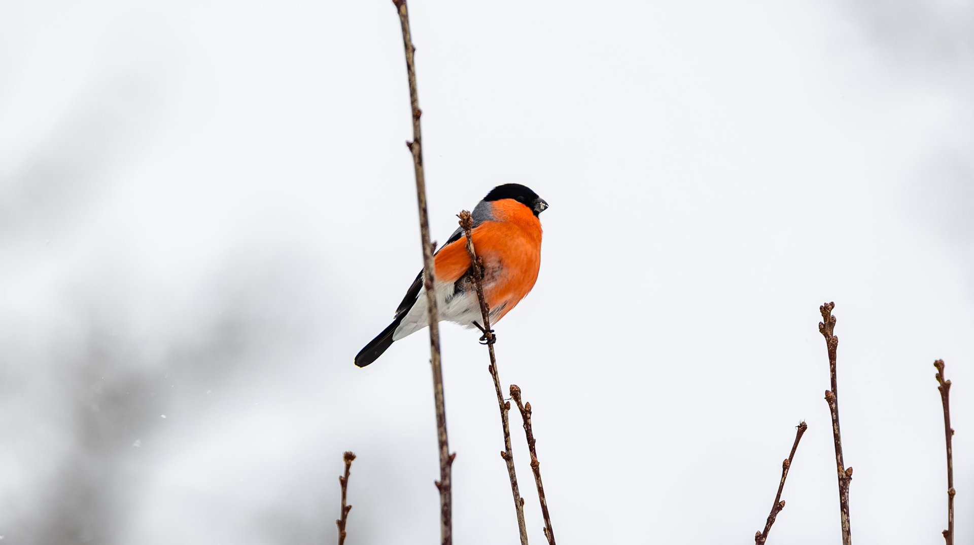 a Vibrant Bullfinch Sits on a Bare Branch Against a Snowy Background, Showcasing Its Bright Red Plumage.