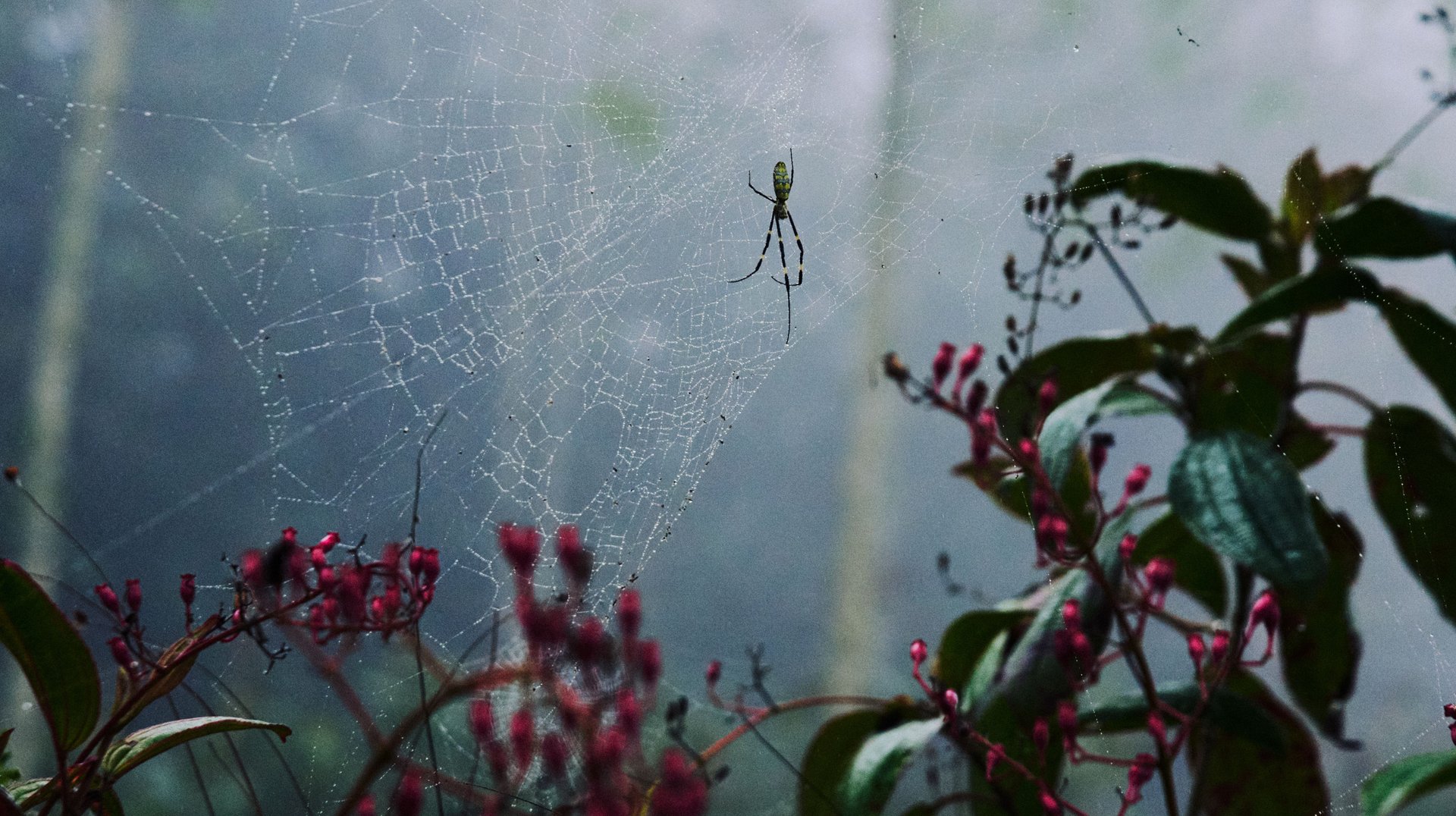 Close-up of a Spider in a Web Among Misty Plants in a Garden.