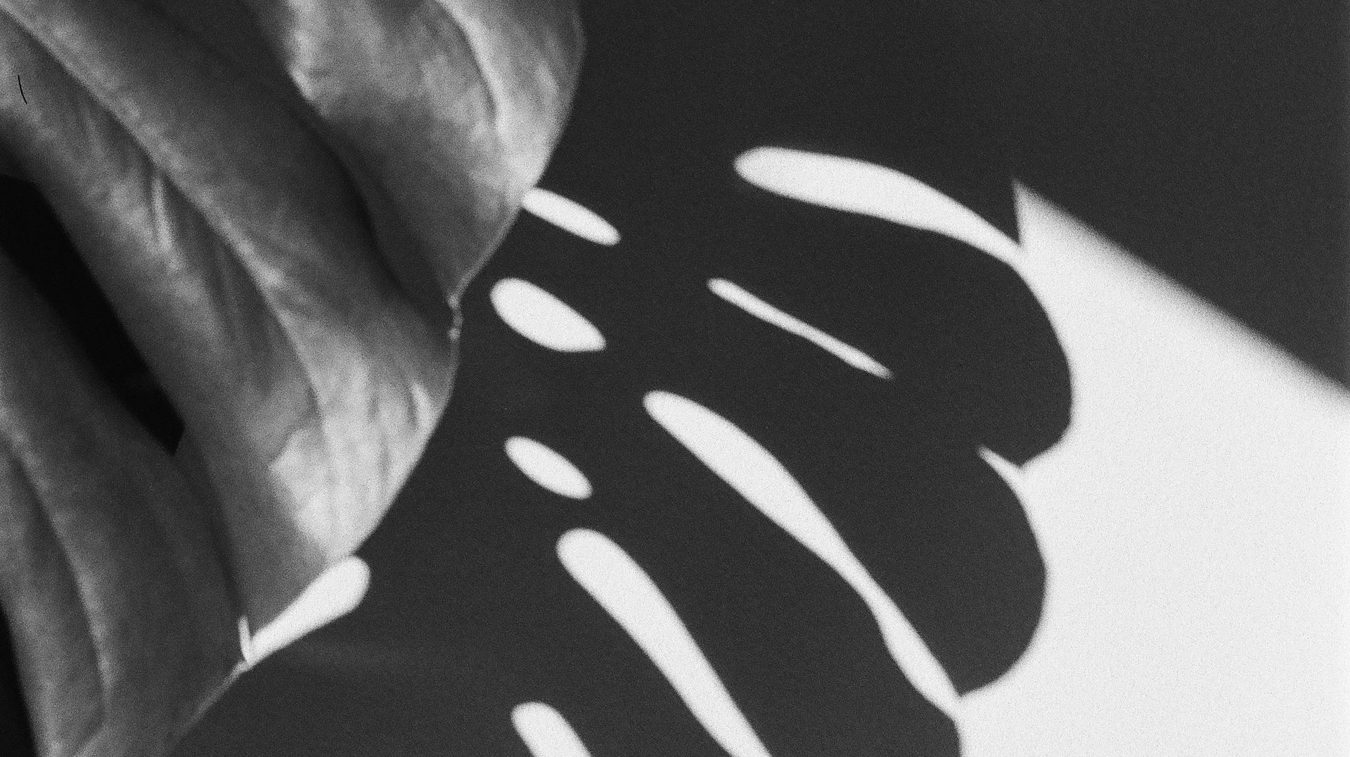 Black and White Image of a Monstera Leaf Casting an Artistic Shadow.