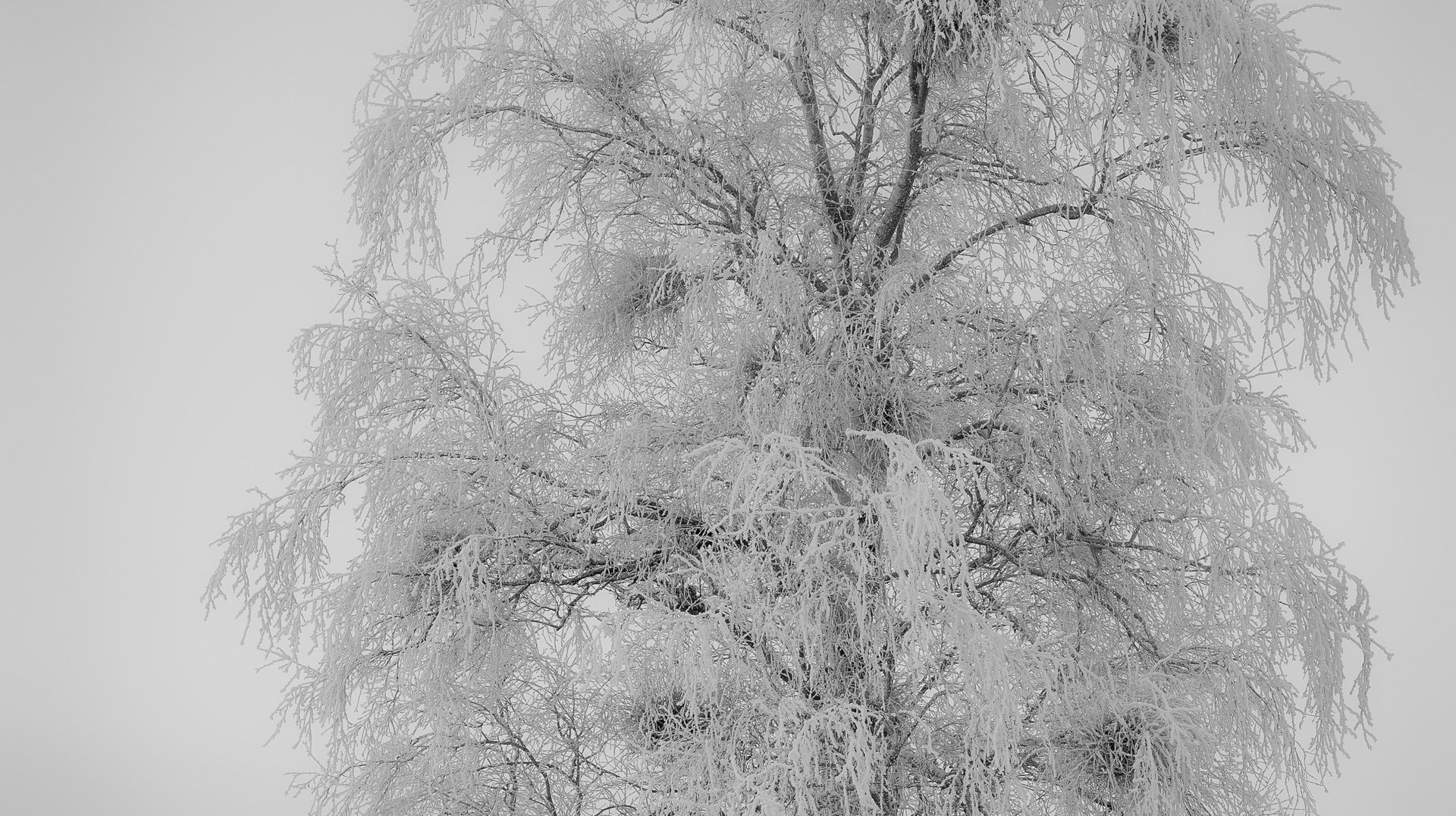 a Majestic Frosty Birch Tree Stands in a Serene Winter Landscape, Evoking Tranquility.