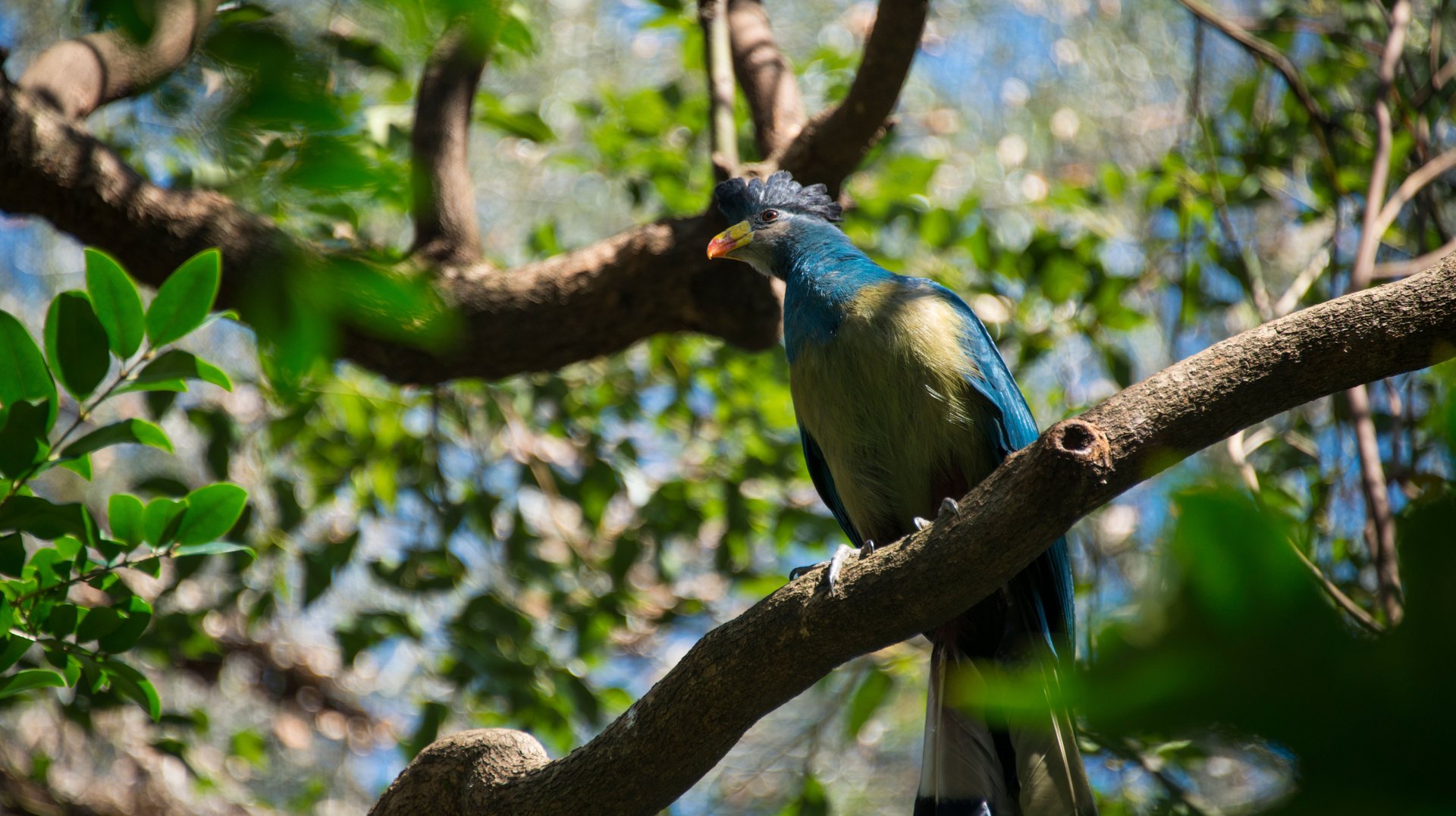 Vibrant Blue and Green Bird Perched on a Tree Branch Surrounded by Lush Greenery in a Forest Setting.