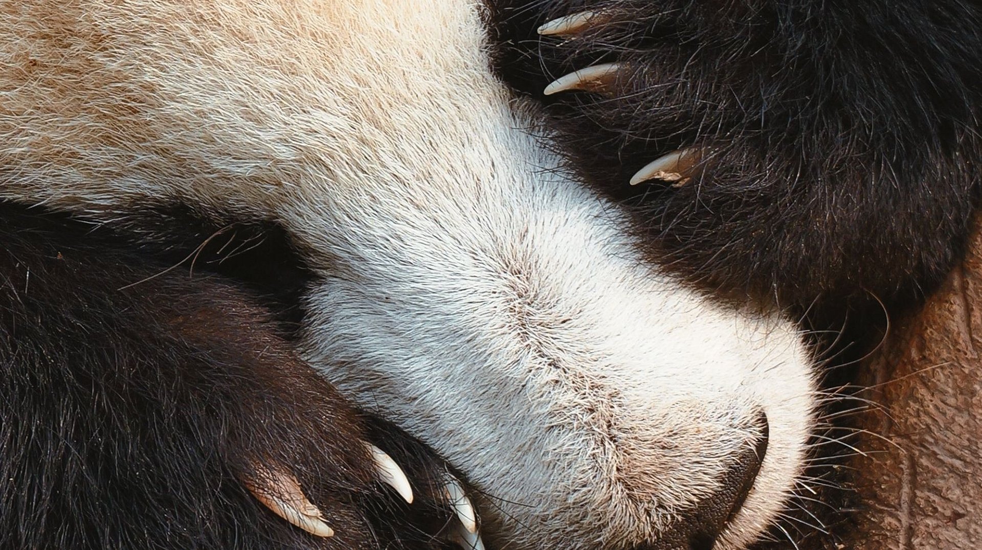 a Serene Close-up of a Giant Panda Sleeping with Its Paws Covering Its Face, Captured in Chengdu, China.