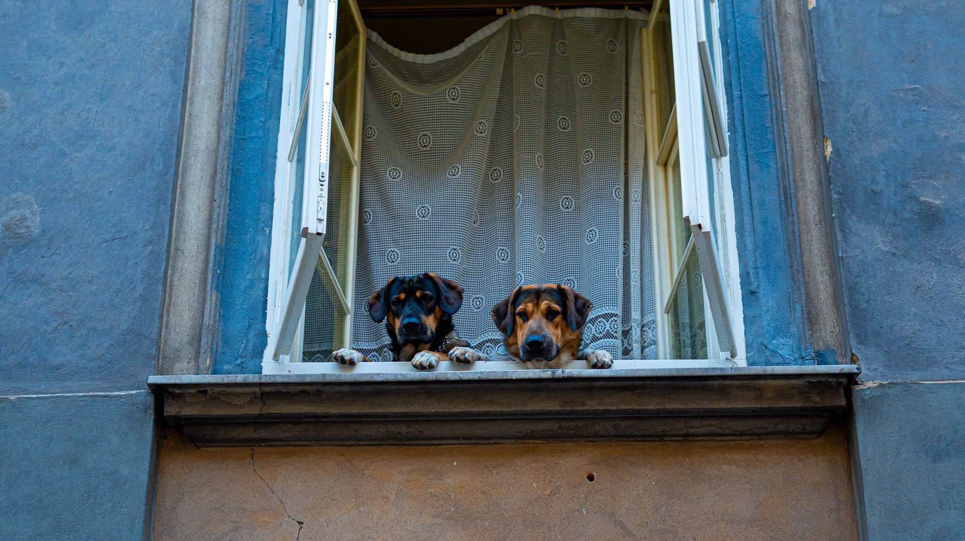 Two Adorable Dogs Gaze Out From a Warsaw Window, Framed by Classic Architecture.
