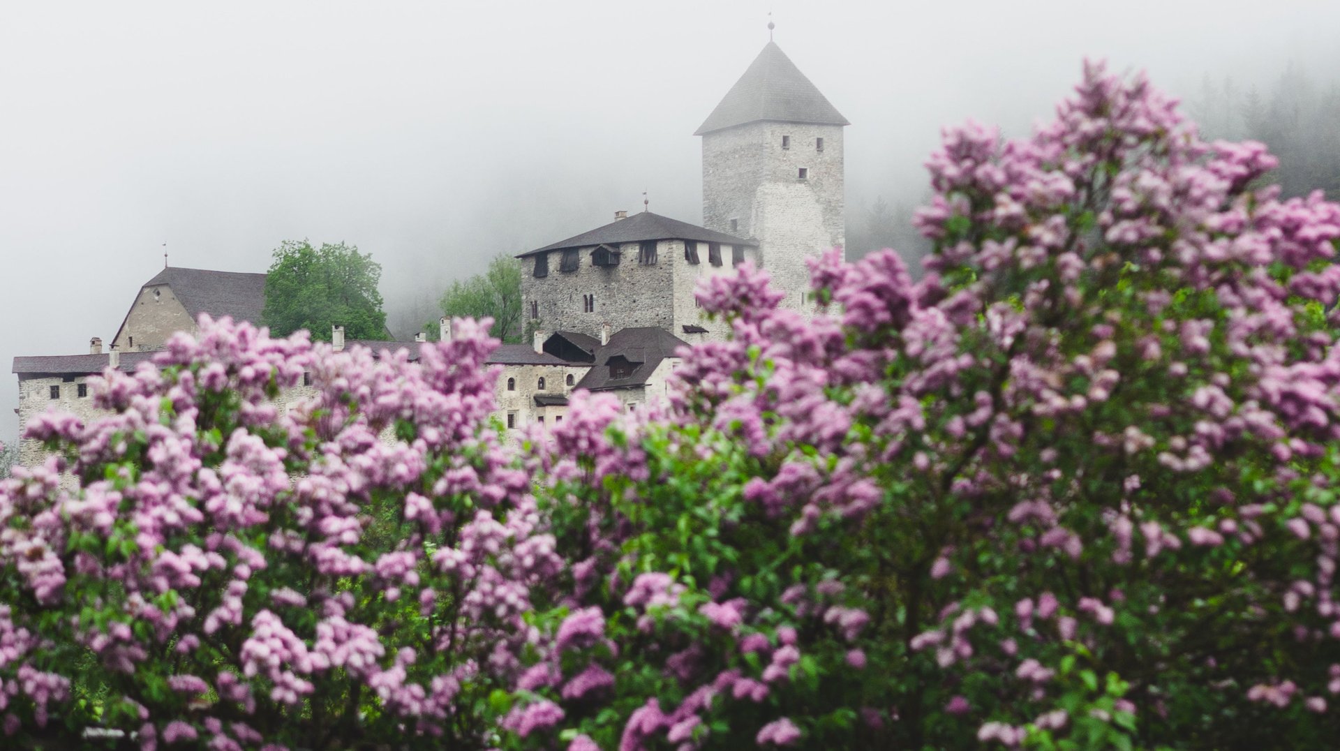 a Scenic View of a Medieval Castle Shrouded in Mist, Framed by Vibrant Lilac Flowers in Bloom.