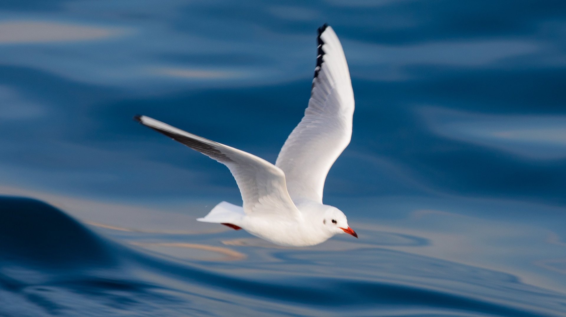 a White Seagull Soars Above the Blue Ocean Waves, Showcasing Elegance and Freedom.