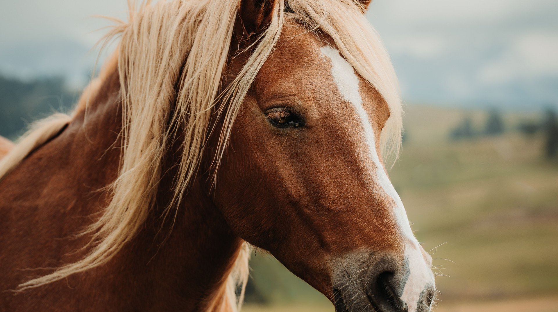 a Beautiful Brown Horse with a Blonde Mane Standing in a Lush Green Pasture Under a Cloudy Sky.