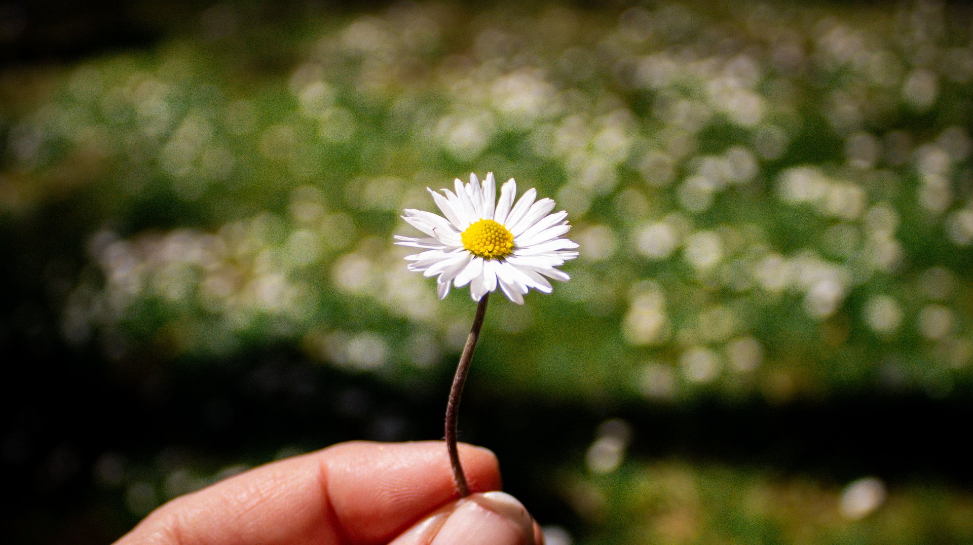 a Hand Holding a Daisy Flower Against a Blurred Green Background in a Sunny Setting.