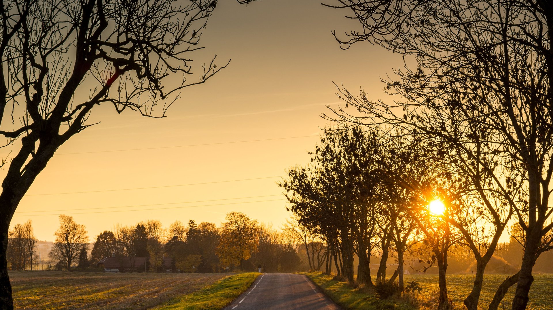 Beautiful Rural Road Lined with Bare Trees at Sunset, Creating a Peaceful, Scenic View.