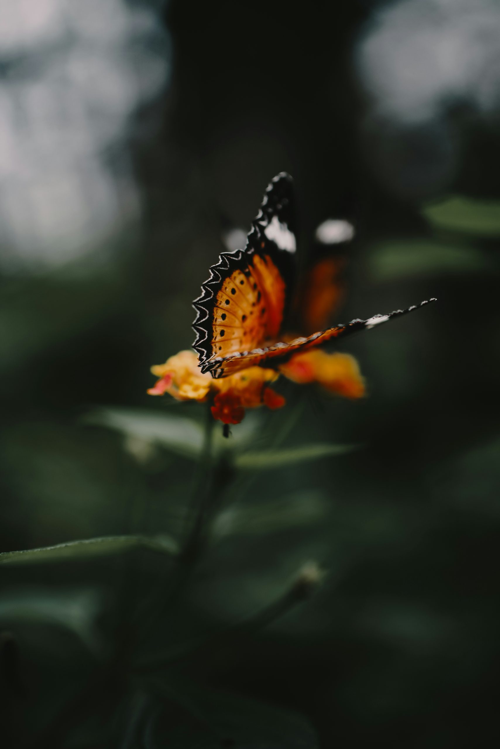 A butterfly on a flower