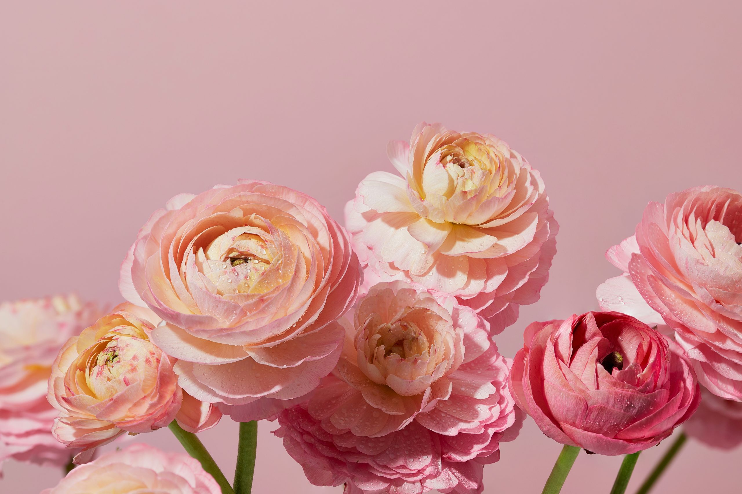 A bunch of pink flowers sitting in a vase