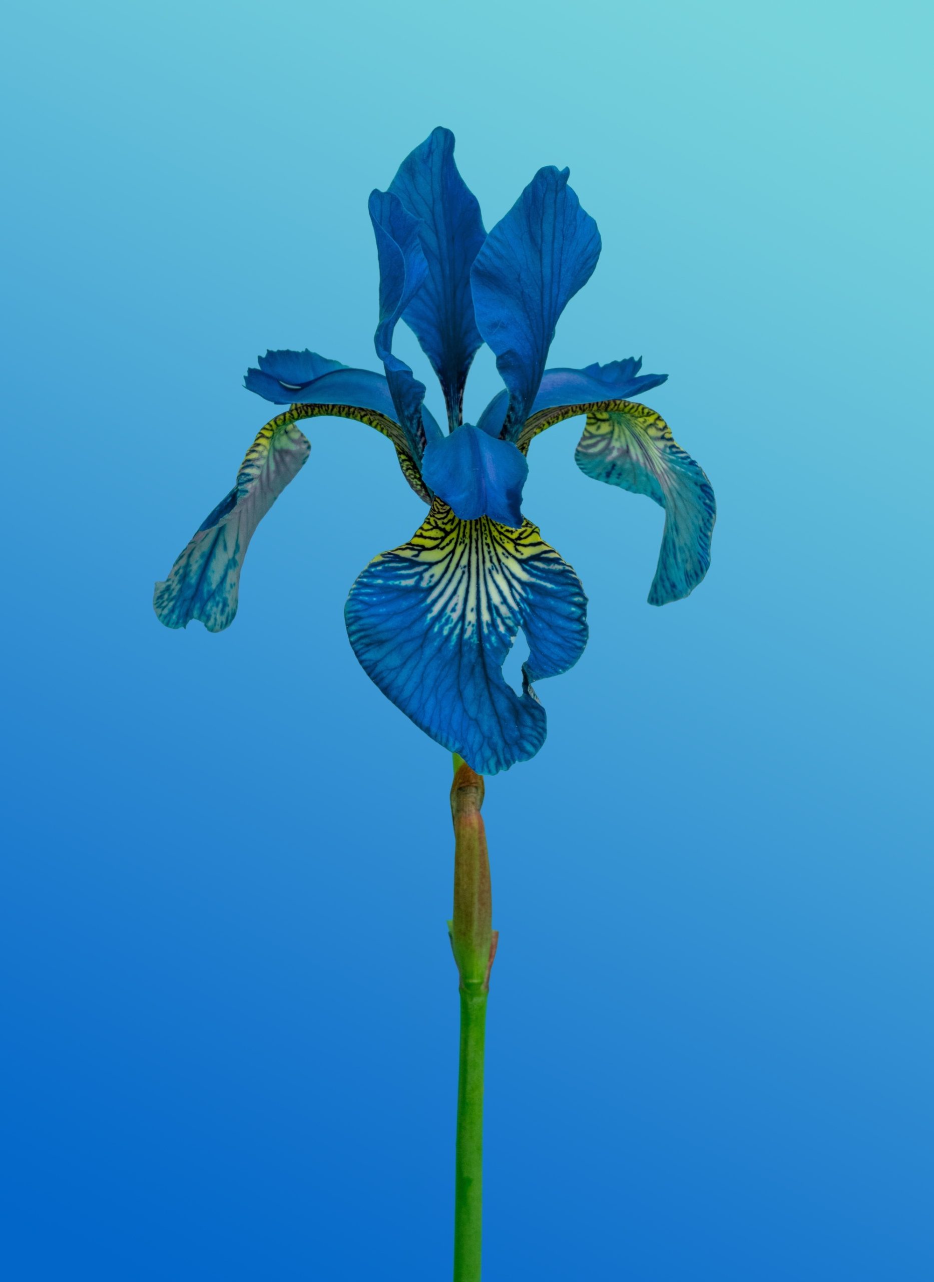A Beautiful Blue Iris Flower Blooms