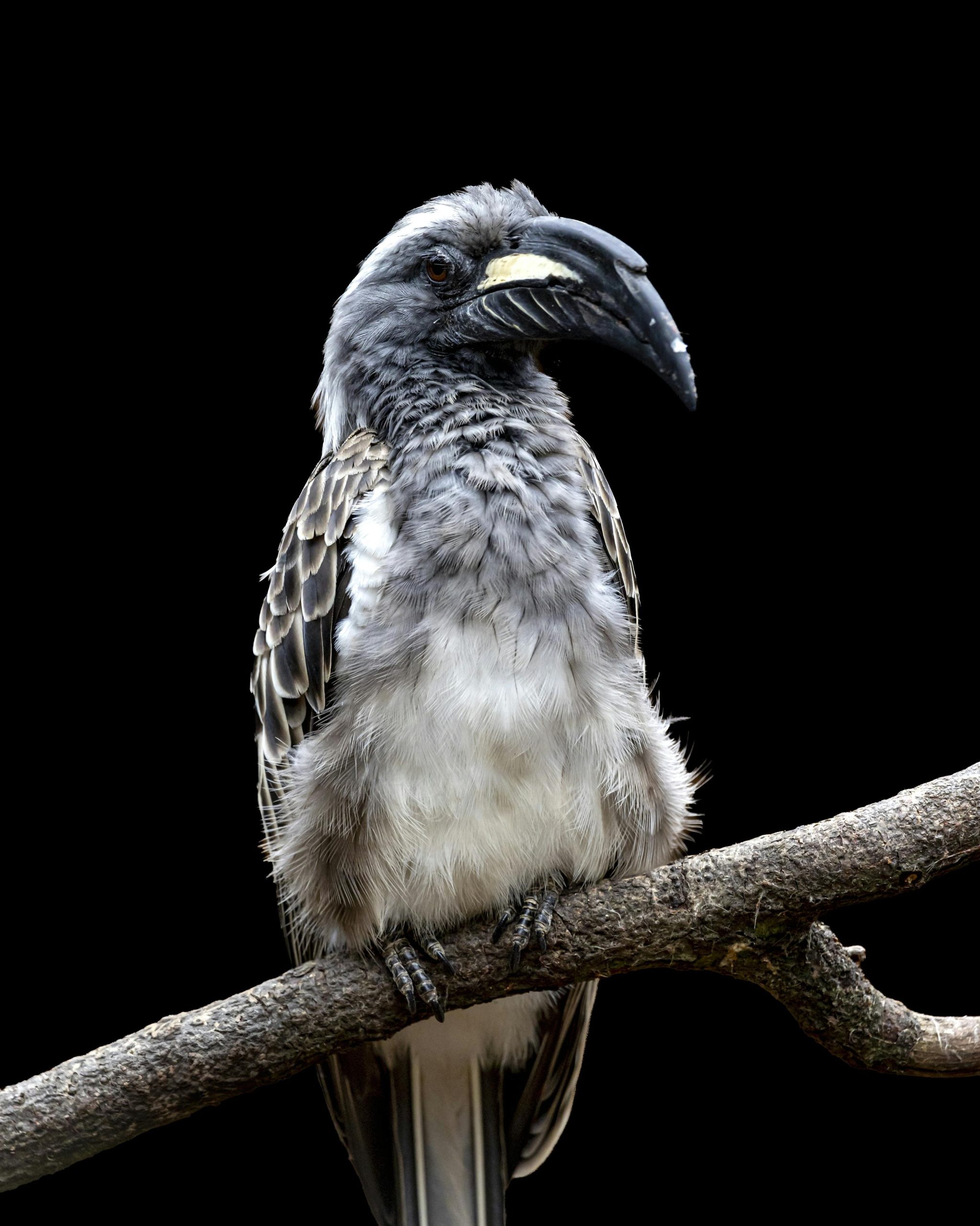 A grey hornbill sits on a branch