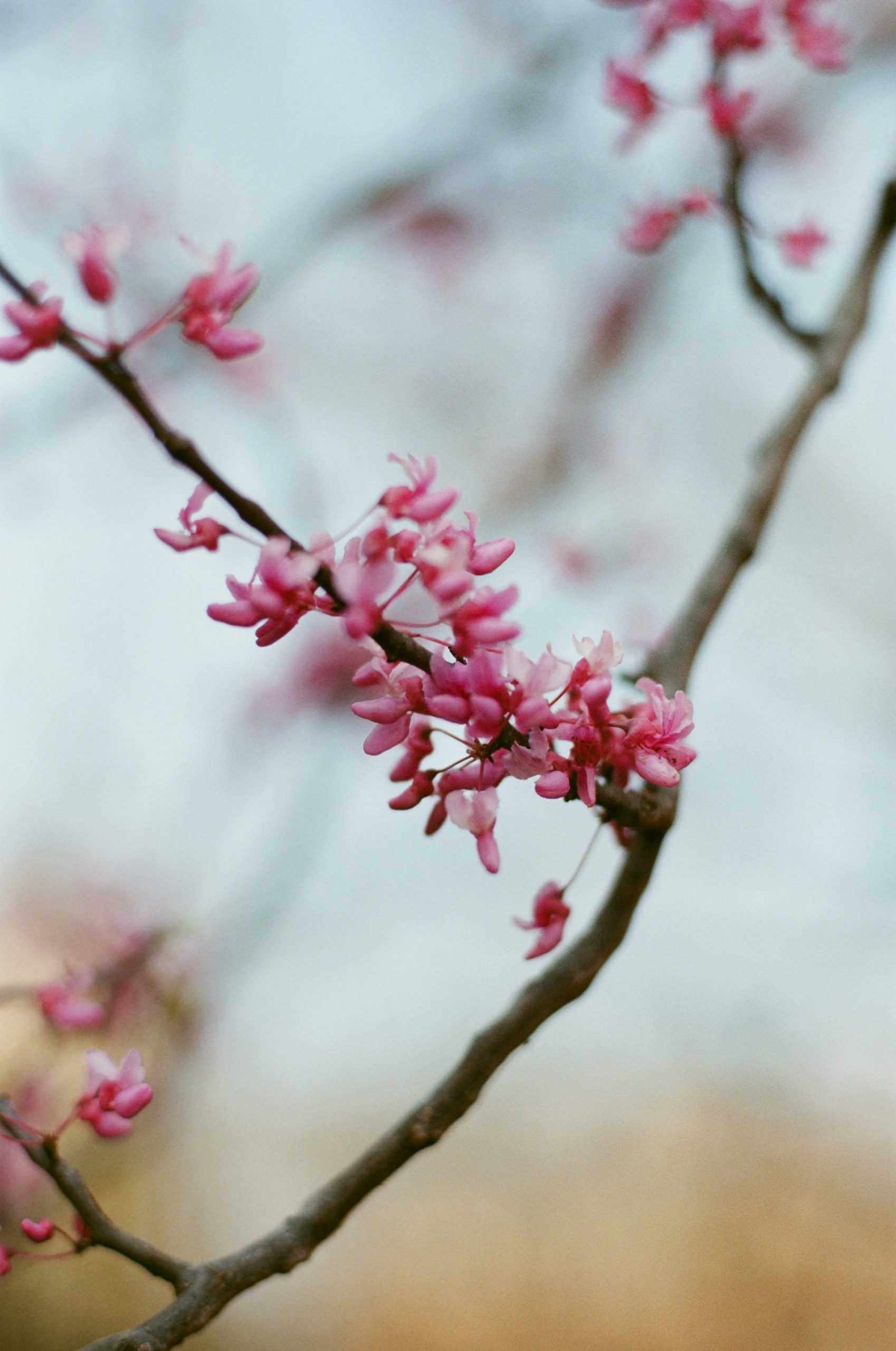 Pink Blossoms On A Tree Branch