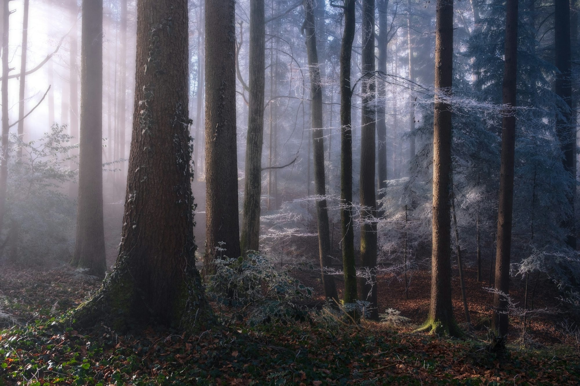 Misty Forest With Sunbeams Filtering Through Trees