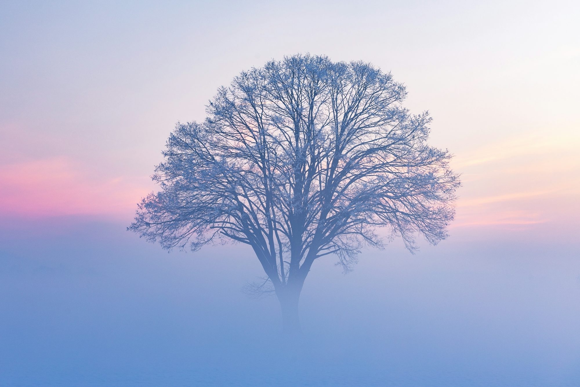 Bare Tree Emerging From Soft Morning Mist