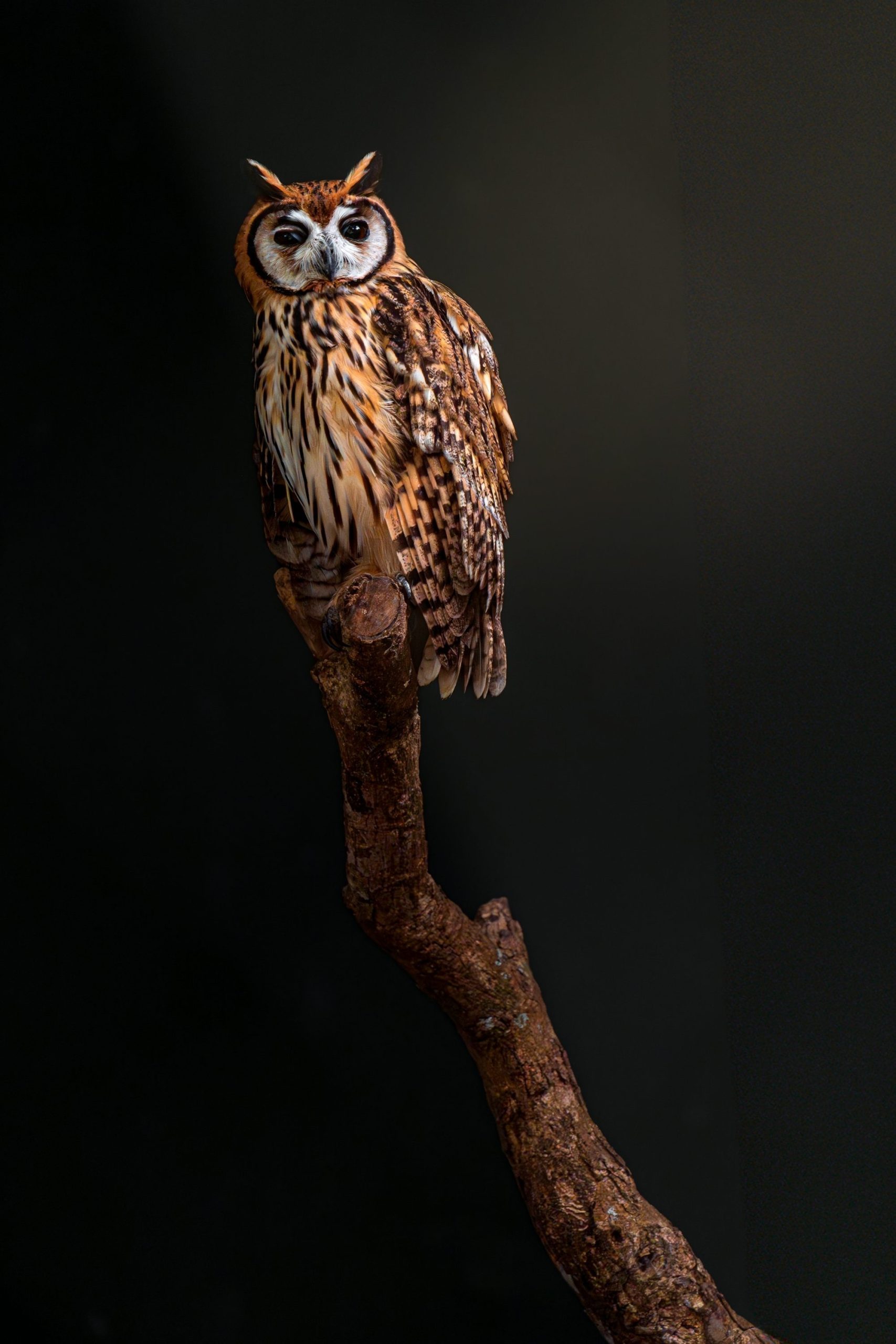 A Striped Owl Perches On A Bare Tree Branch