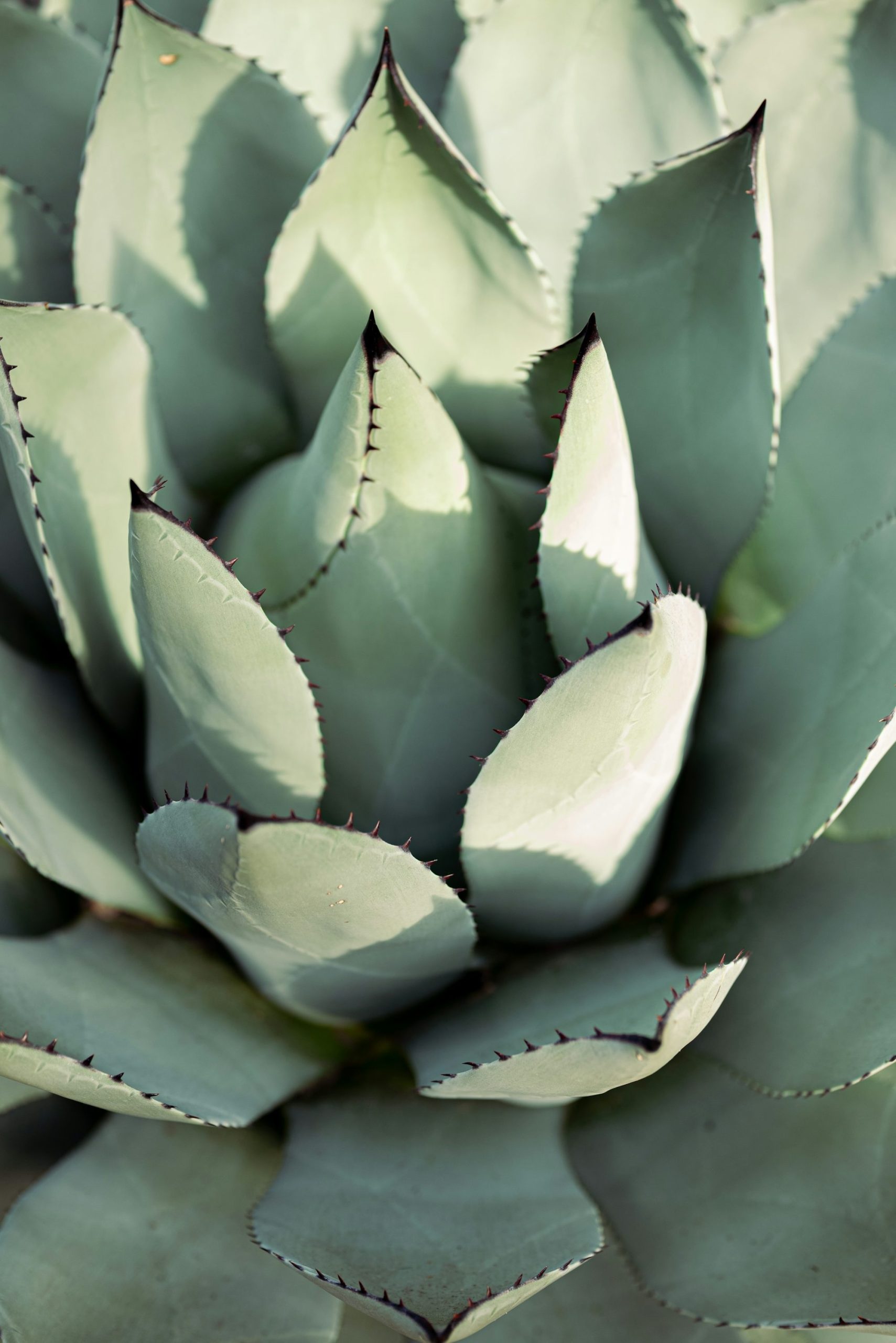 Close-Up Of A Pale Green Agave Plant