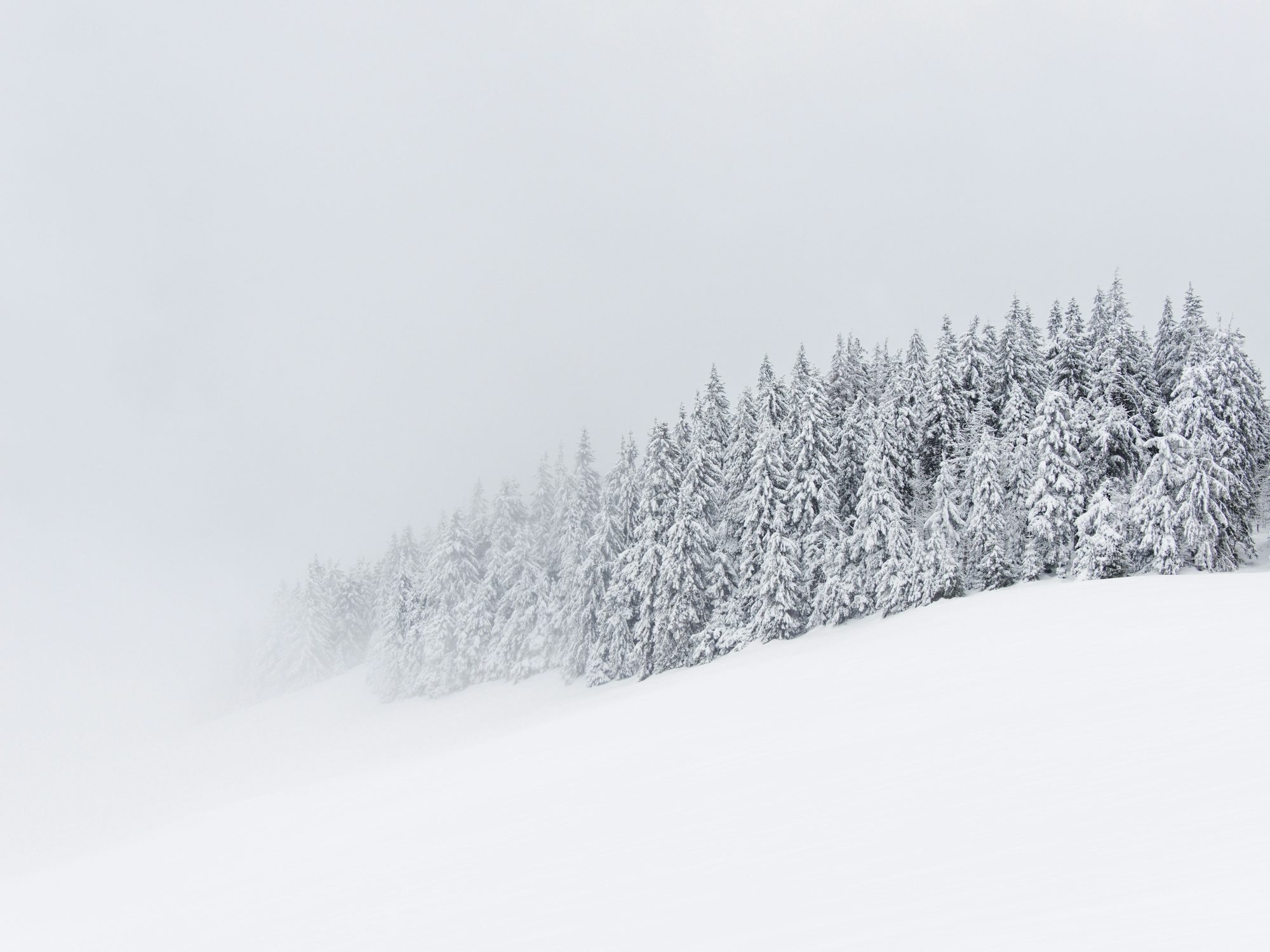 Snow-Covered Evergreen Trees On A Misty Winter Day