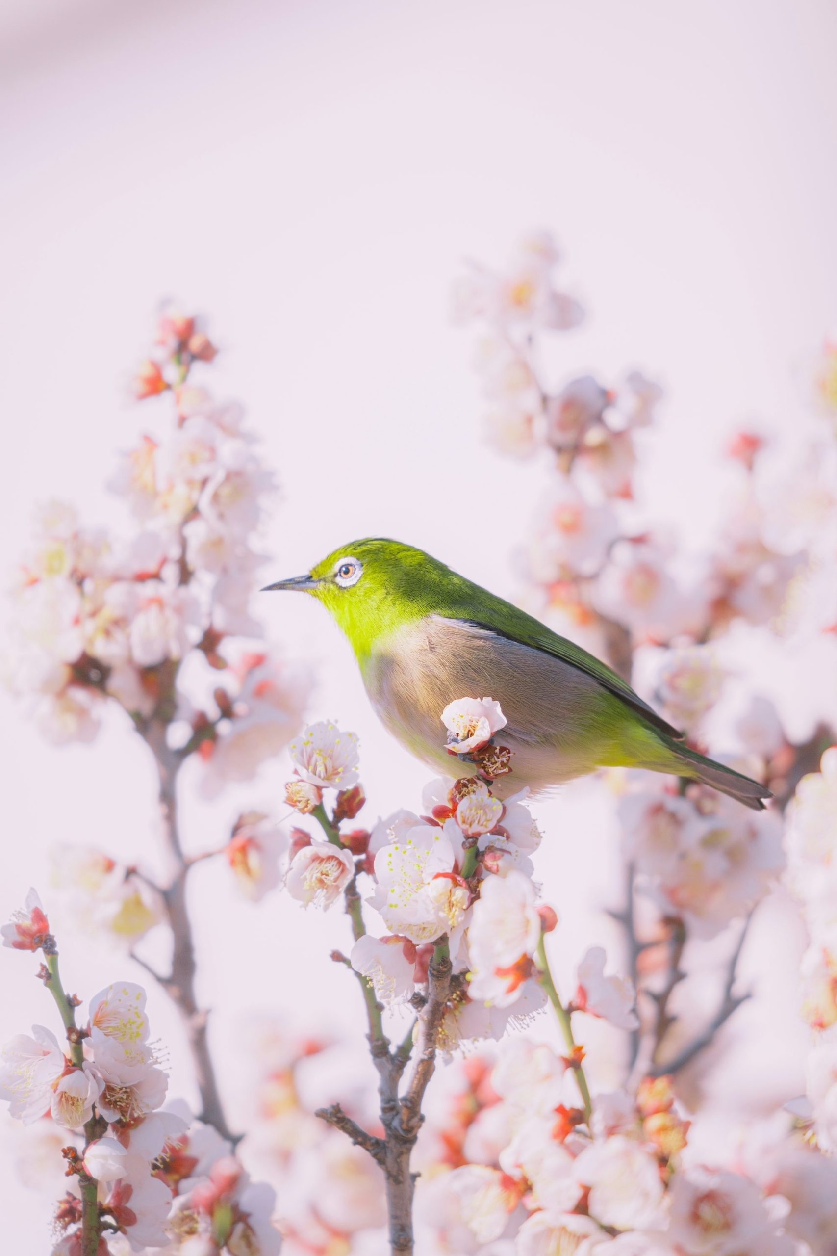 A Small Bird Perched On A Blooming Cherry Blossom Branch