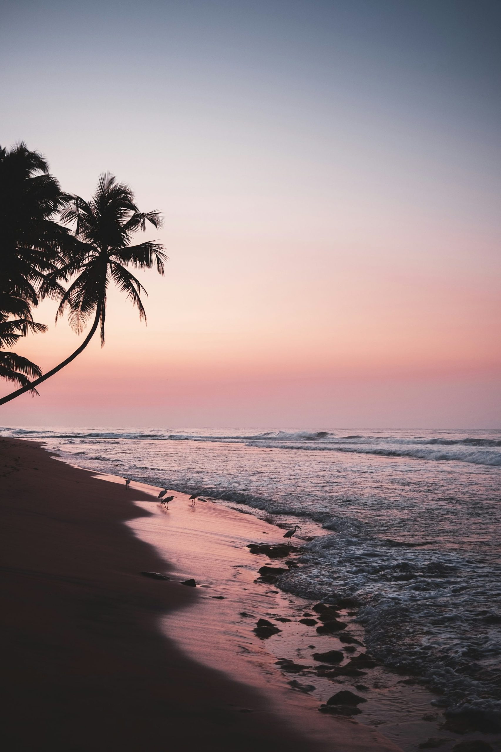 Palm Trees Silhouette Against A Pink Sunset Over The Ocean