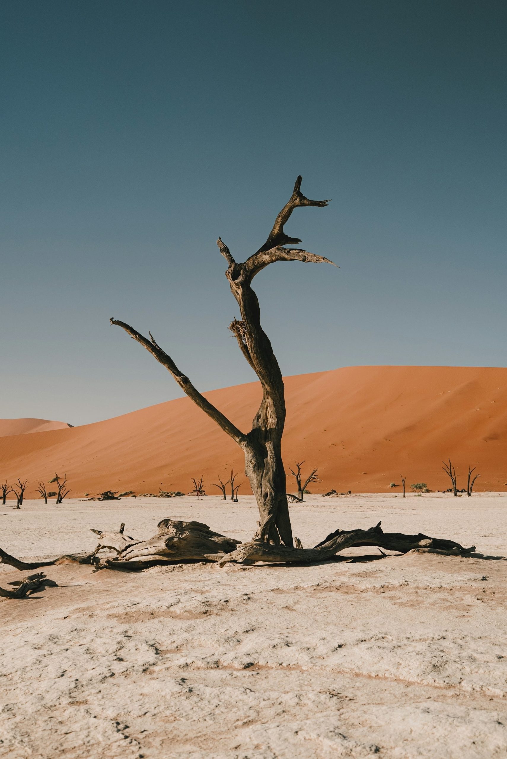 A Dead Tree Stands In A Desert Landscape