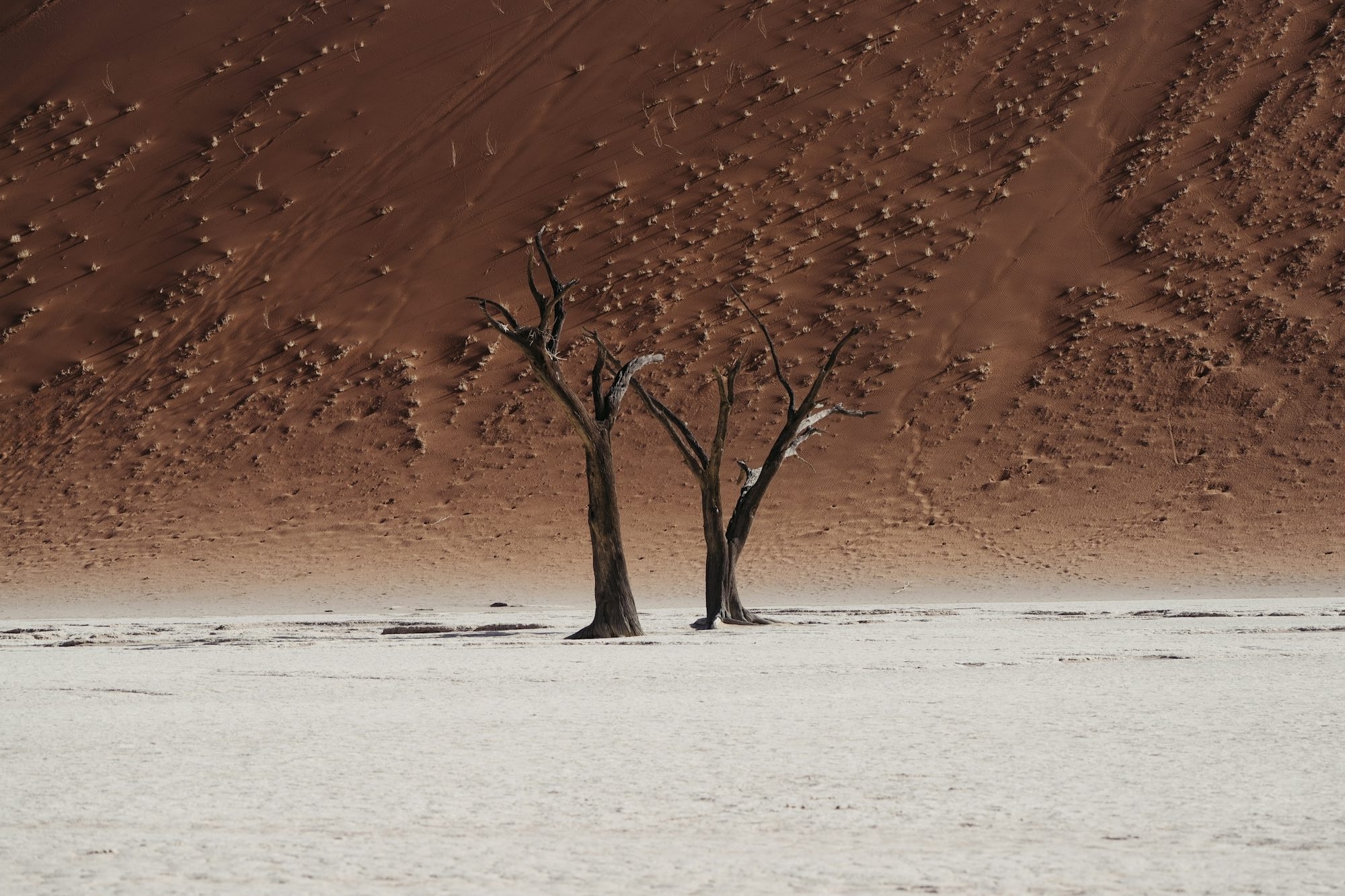 Two Dead Trees Stand In A Dry Desert Landscape