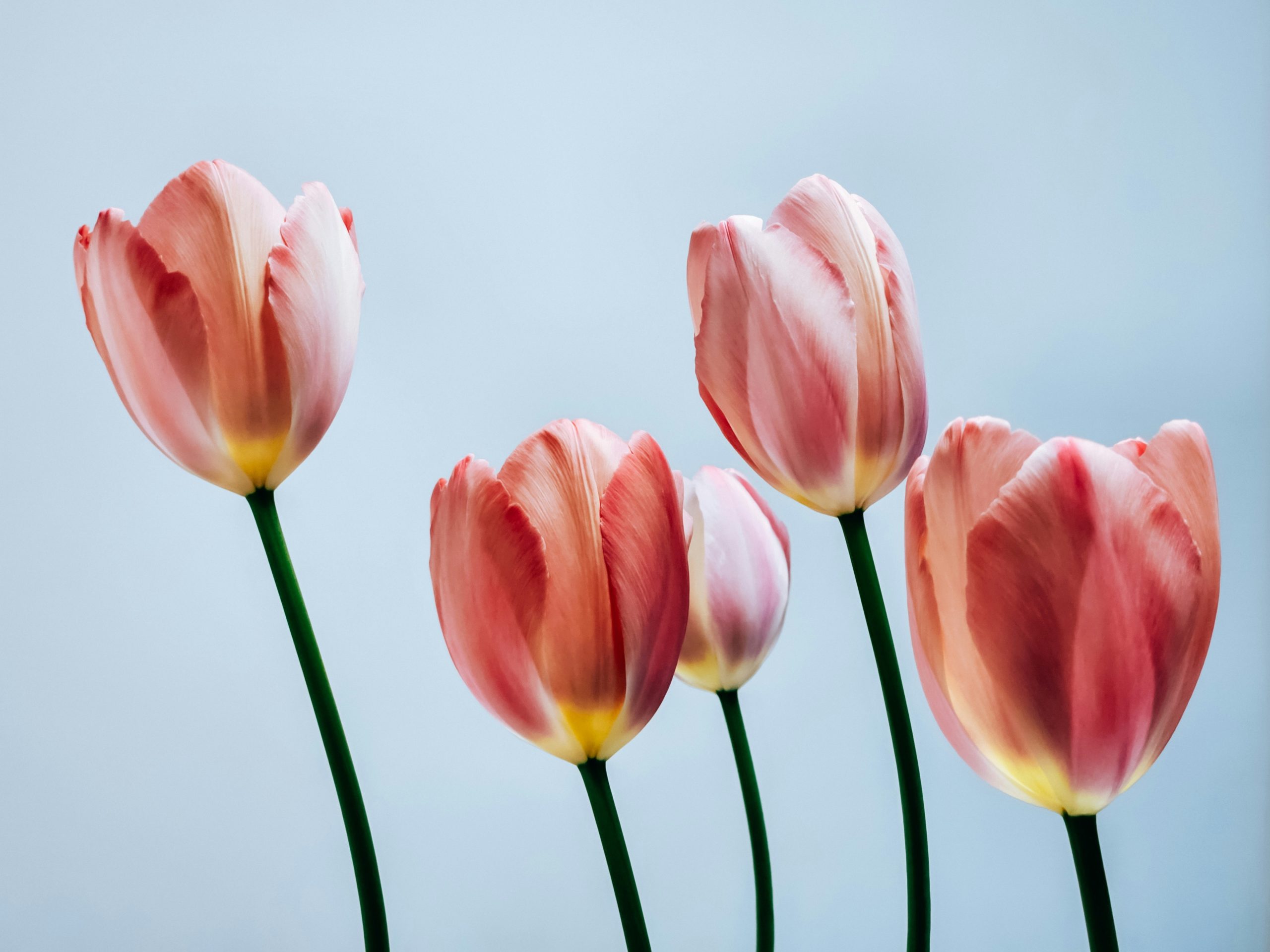 Five pink tulips stand against a pale blue background