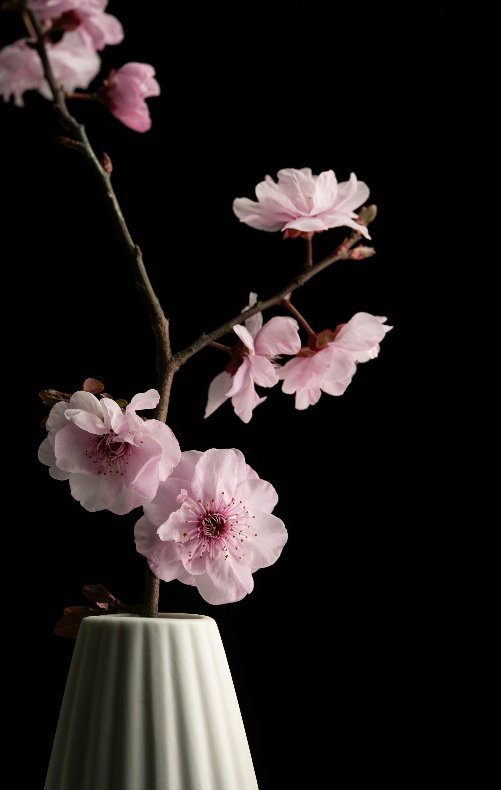 Pink cherry blossoms in a white vase on black background