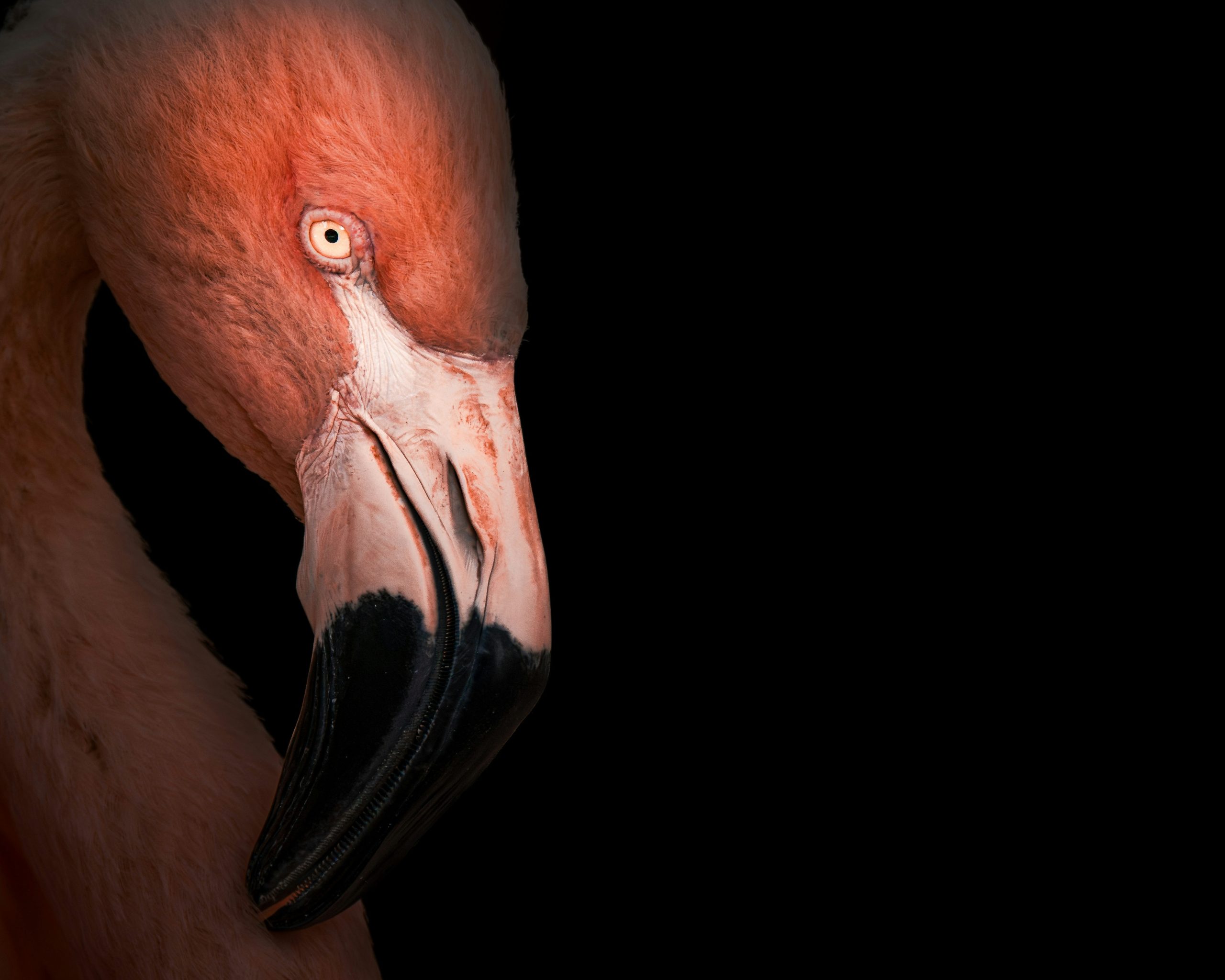 Close-up of a pink flamingo's head against black