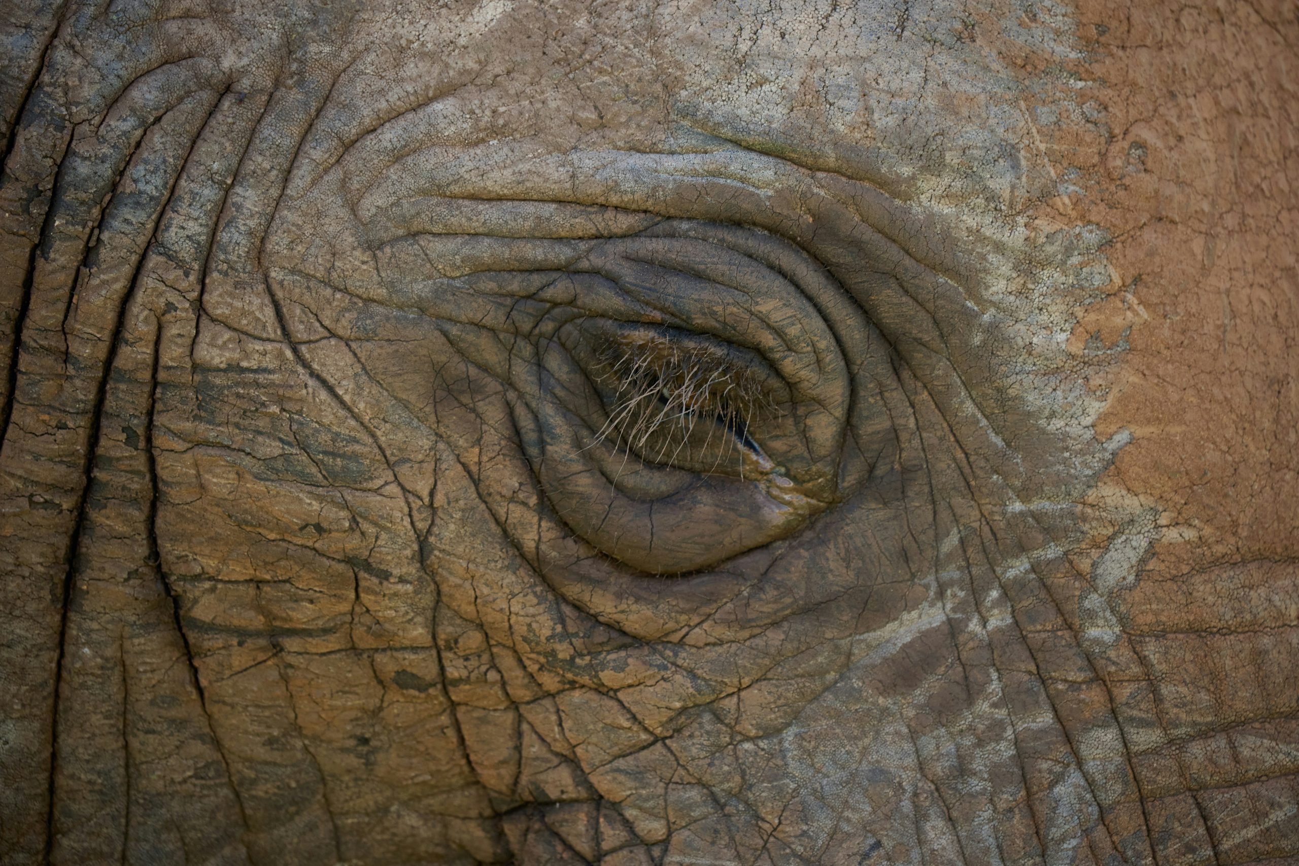 Close-up of an elephant's wrinkled eye and textured eye