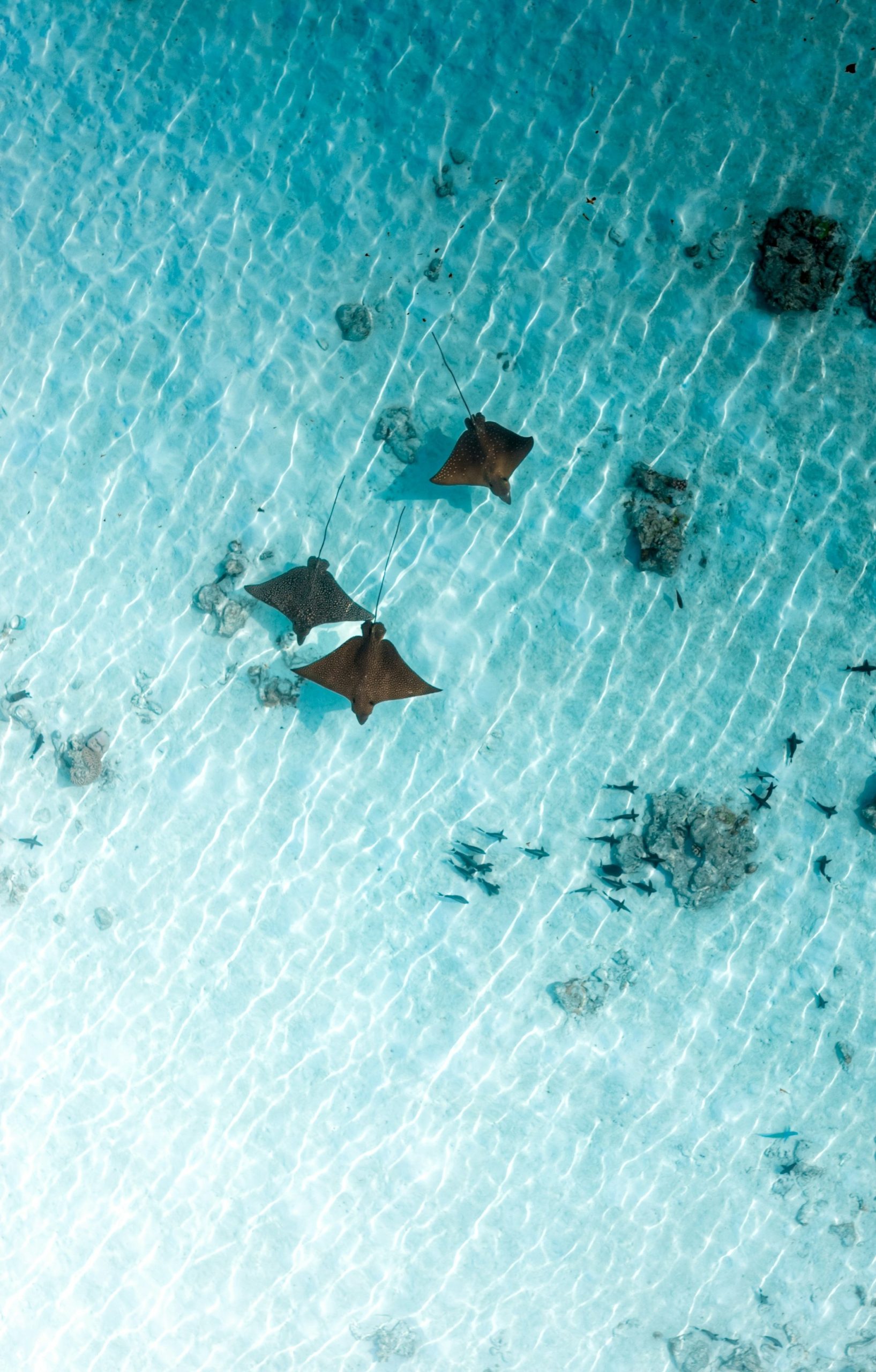 Three Stingrays Swim In Clear Shallow Ocean Water