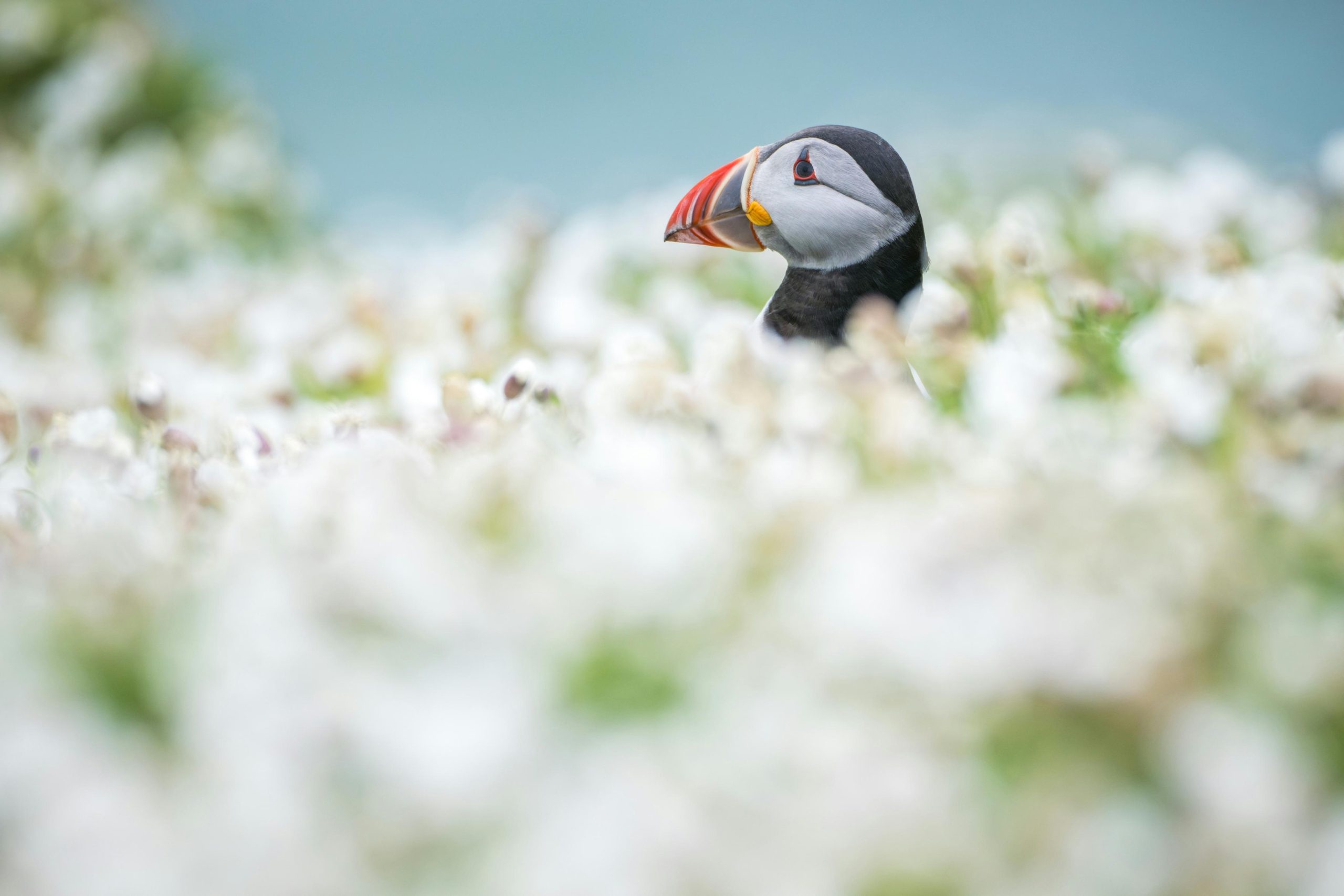 A puffin peeks out from white flowers