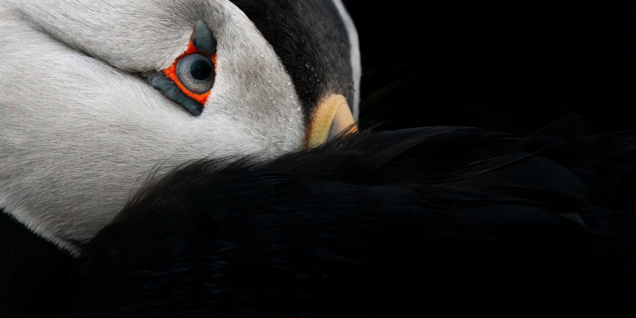 Close-up of a puffin with its head tucked in