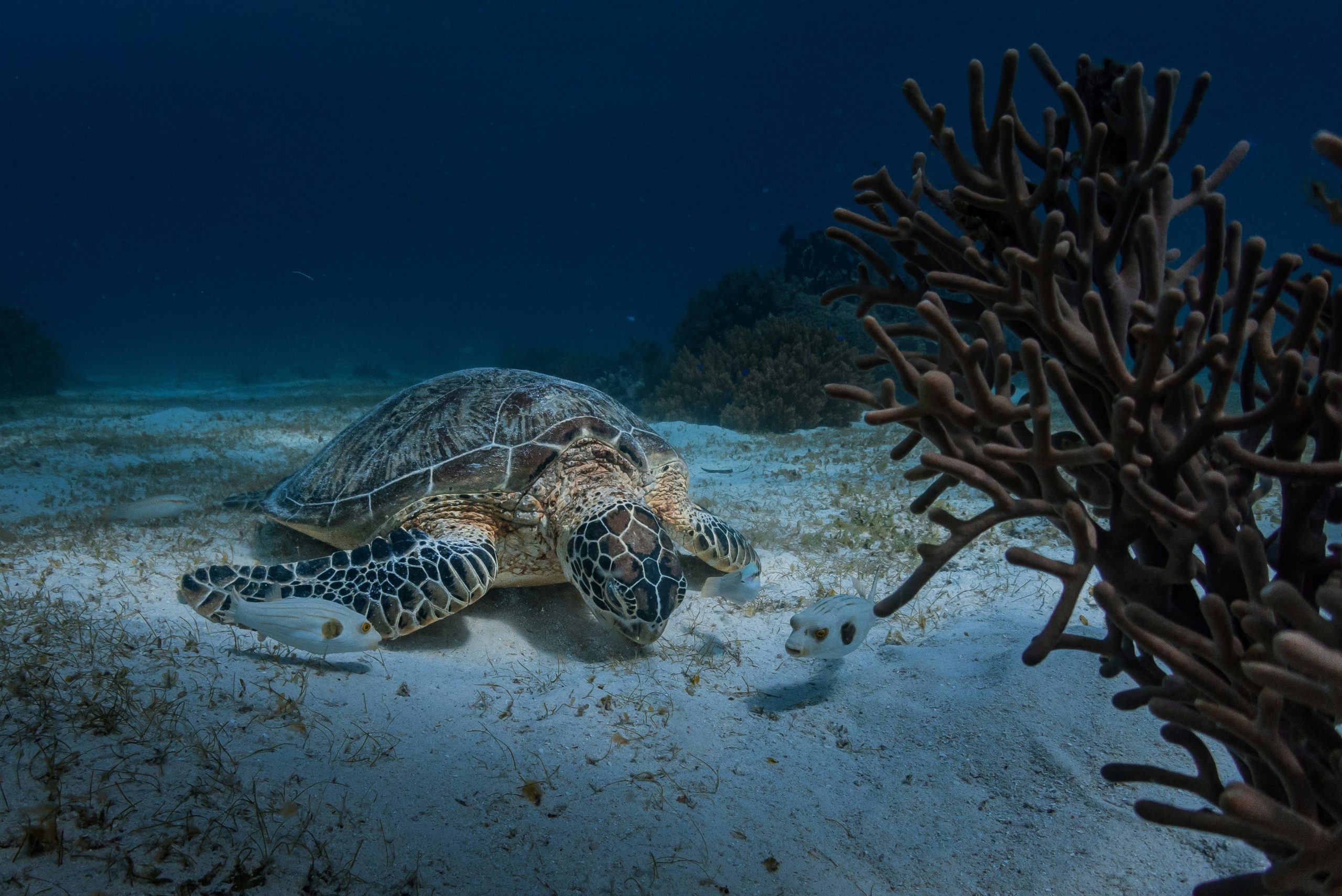 Sea turtle rests on sandy ocean floor near coral