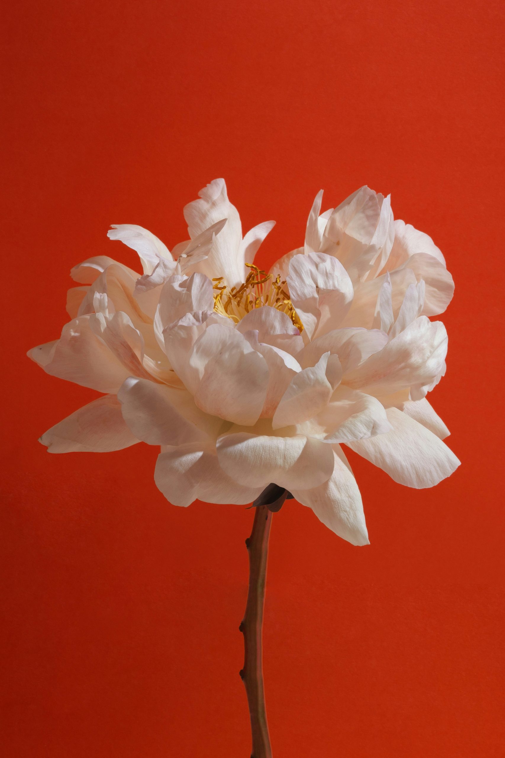 A delicate white peony flower against an orange background