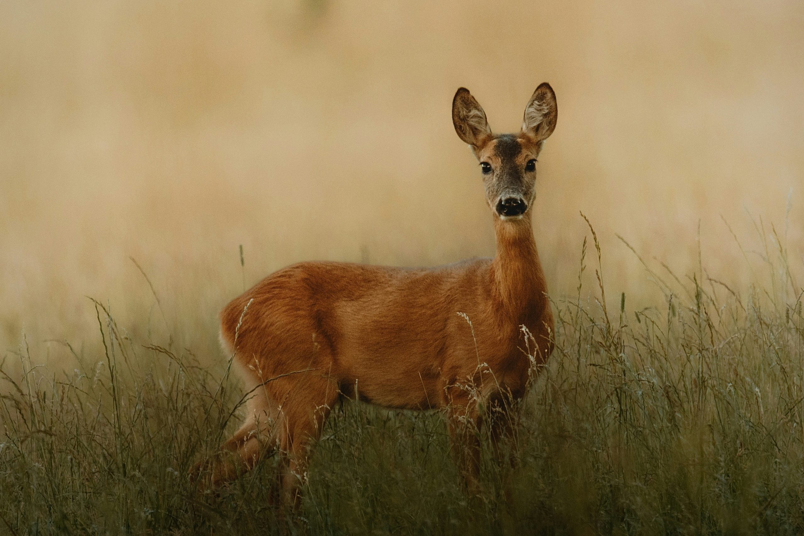 A deer stands in tall grass with a blurred background