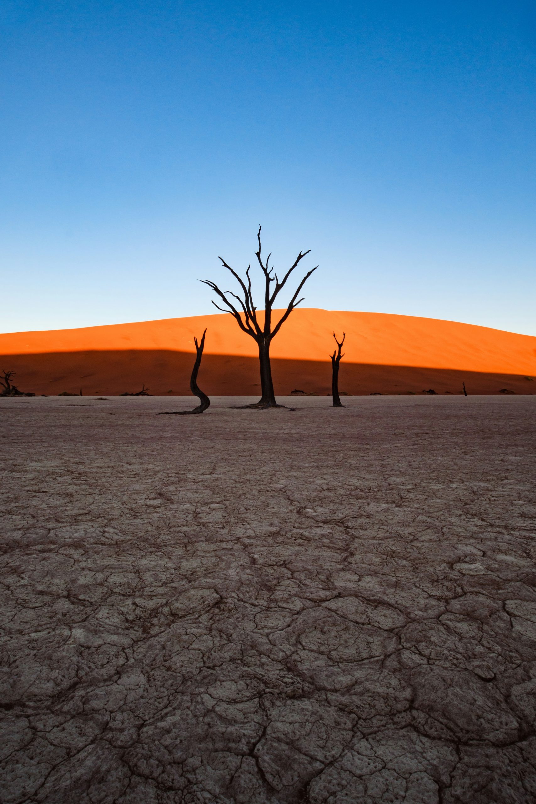 Dead trees stand on cracked desert floor with orange dune