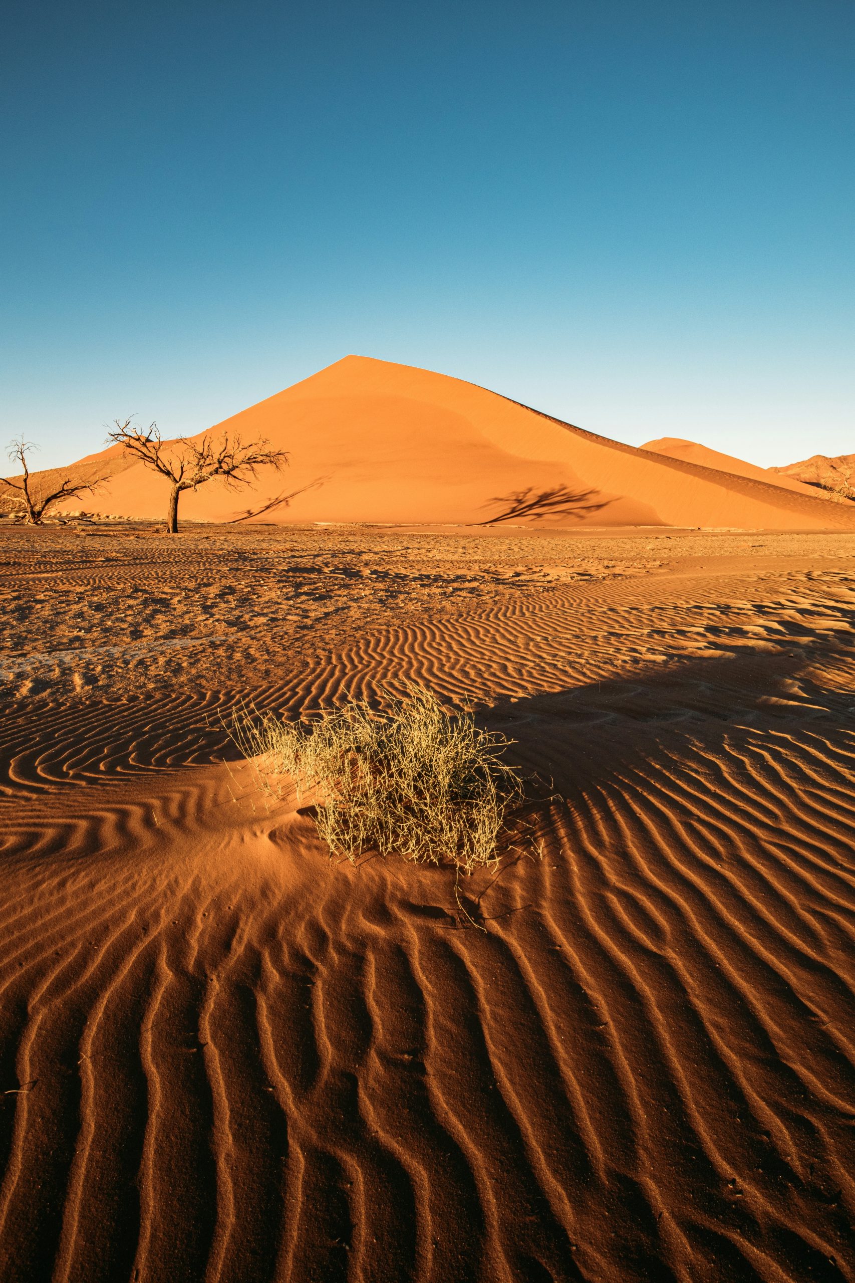 Vast orange desert dunes with rippled sand and a bush
