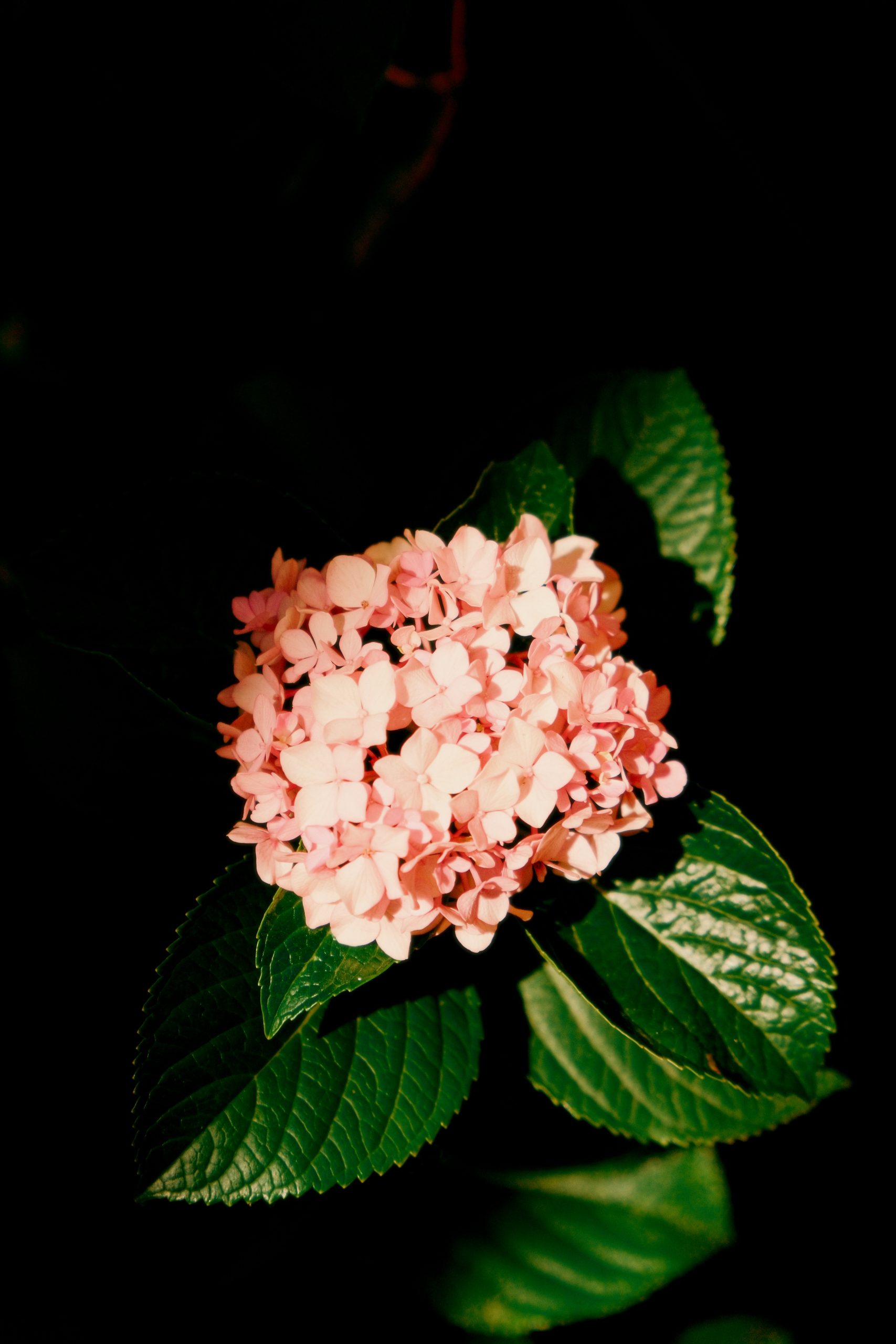 Pink hydrangea flowers with green leaves against a dark background