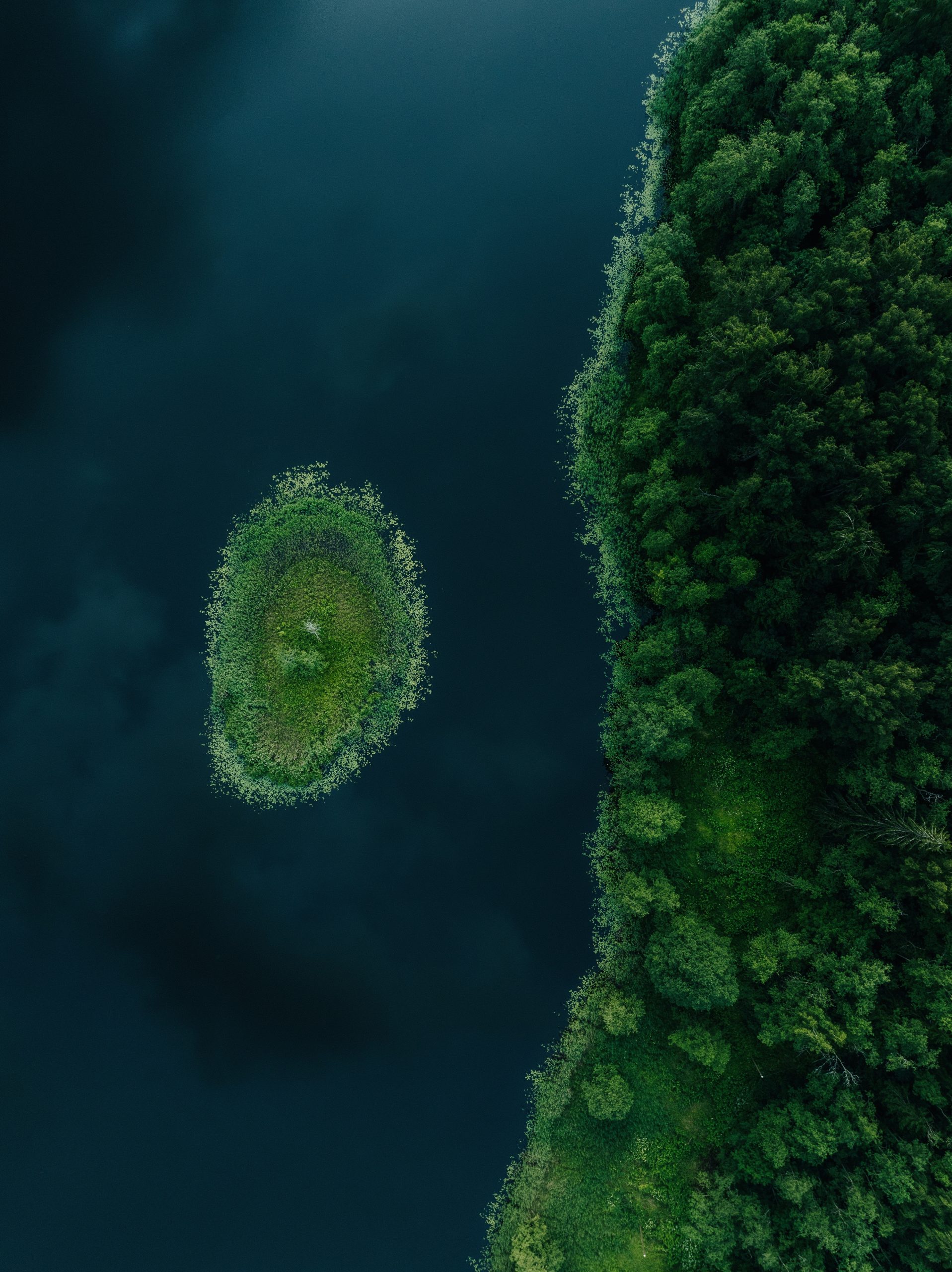 Green island in dark water beside a lush forested shore