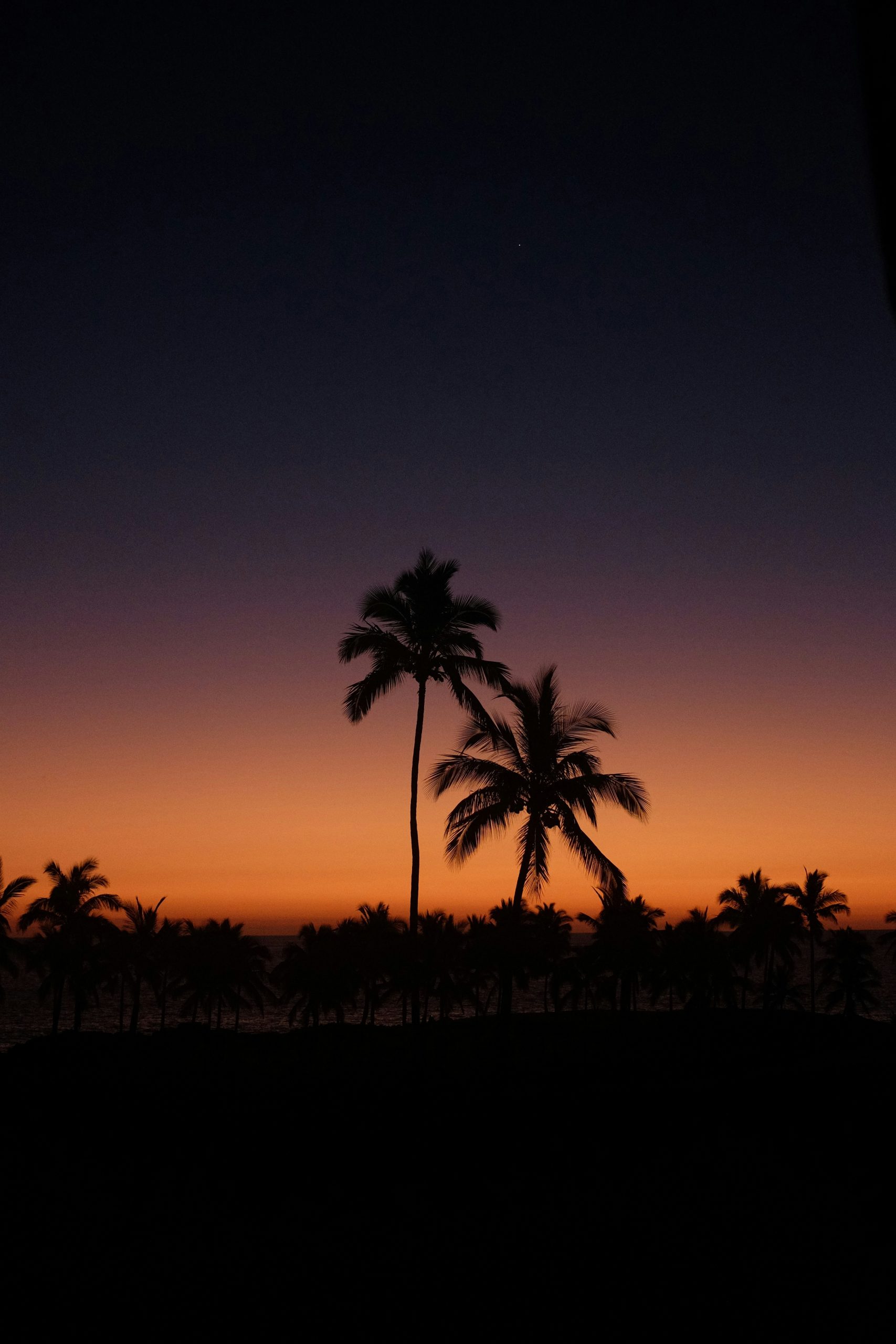 Palm trees silhouetted against a colorful tropical sunset